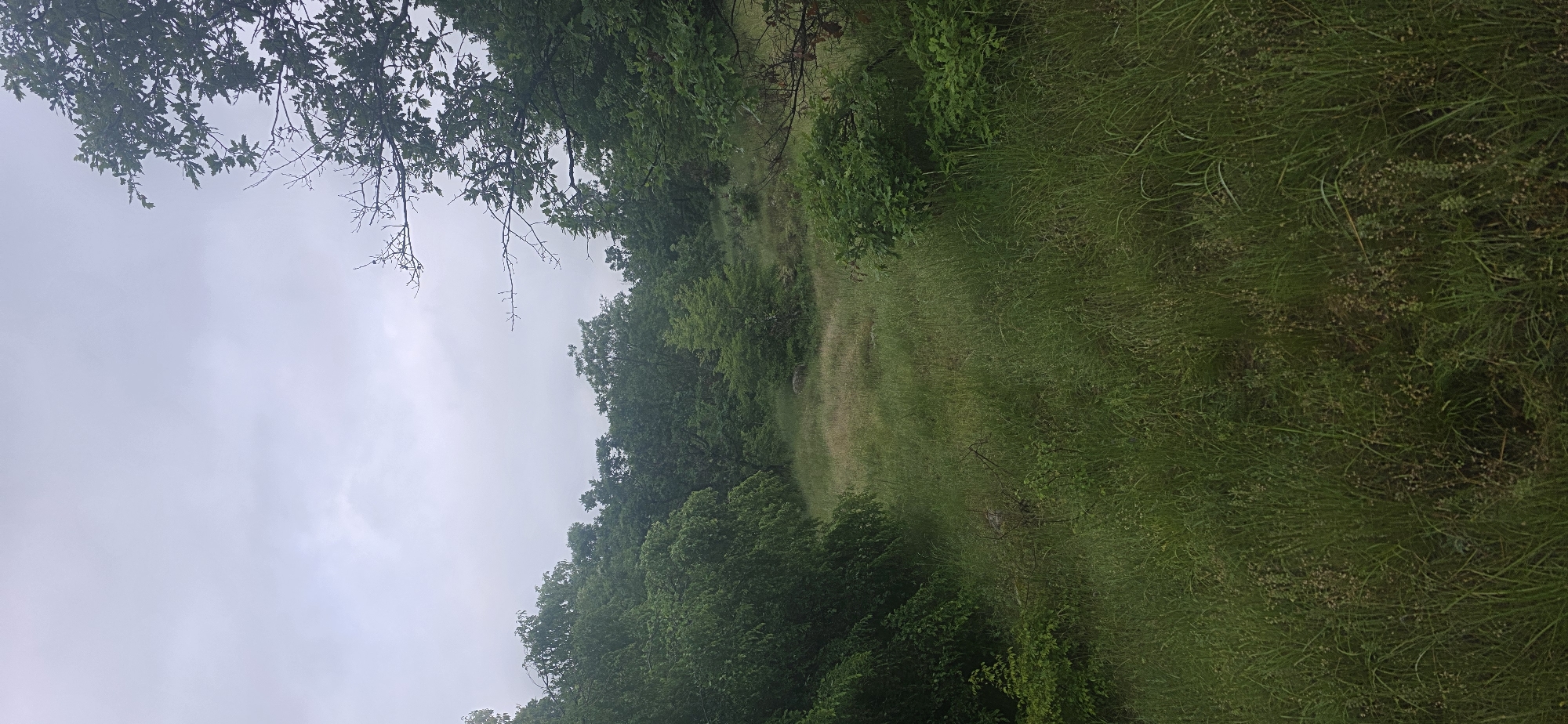 The image depicts an outdoor scene, possibly in the outskirts of Chernitsa, Bulgaria, based on the landscape. The sky is overcast, suggesting a cloudy day. There are trees with dense green foliage on the left and at the top, some with bare branches. A grassy area or field, slightly lighter in color than the trees, stretches diagonally across the frame. The ground appears to be covered in vegetation. No people or animals are visible in the scene. The overall impression is that of a rural or natural landscape, potentially a path or clearing through a wooded area.