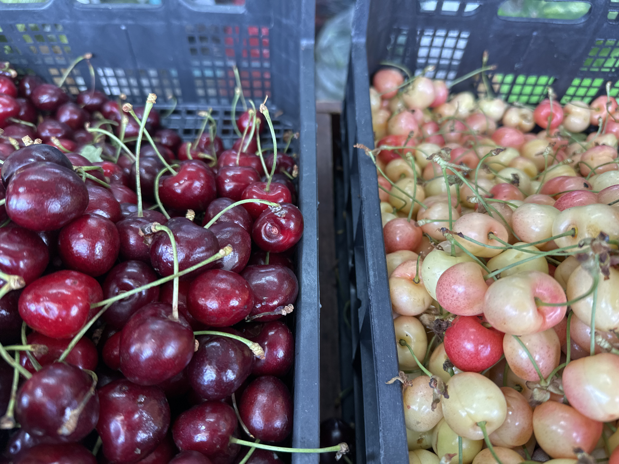 The image displays a close-up, high-angle view of two black plastic crates filled with cherries, side-by-side. The crate on the left is packed with dark red cherries, while the crate on the right contains lighter colored cherries, appearing to be a mix of pale yellow and pinkish-red. The cherries have visible stems. The scene appears to be outdoors, possibly at a market, given the presence of the crates and the slightly blurred green background which could be foliage. There are no people or discernible actions taking place in the image. The setting is a market in Podolsk, Russia.