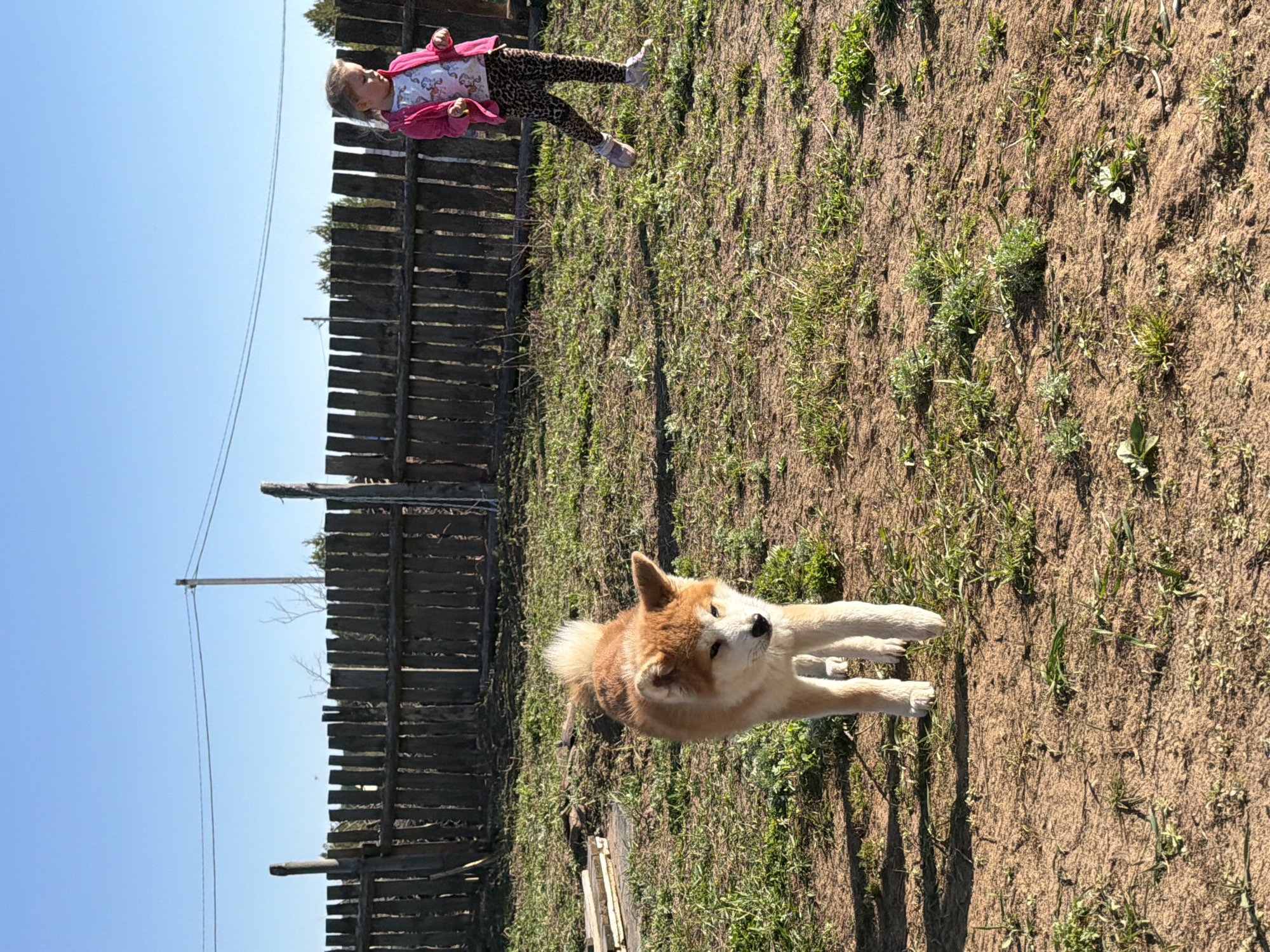 The scene depicts a sunny outdoor area, possibly a backyard, in what is suggested to be Chaikovsky, Russia. In the foreground, a medium-sized, tan and white dog is stretched out, lying on the ground that consists of patches of dirt and sparse grass. Behind the dog, there's a weathered wooden fence running horizontally across the image. To the left of the fence, the clear blue sky can be seen. Above and behind the fence, a young girl wearing a pink jacket and leopard-print pants is present.