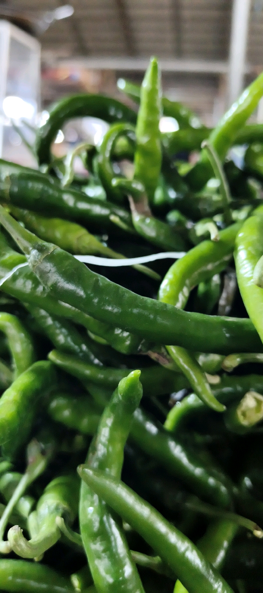 The image shows a close-up, vertical shot of a pile of fresh, green chili peppers. The peppers are varied in shape and size, with some appearing smooth and others slightly wrinkled. They are densely packed together, with their stems and tips visible. The lighting suggests an indoor setting, possibly a market or a kitchen, with some bokeh in the background indicating a shallow depth of field. There are no people or discernible actions in the image. The overall impression is one of abundance and freshness. The image does not provide any specific visual cues that would allow for the identification of the city of Jambi, Indonesia.