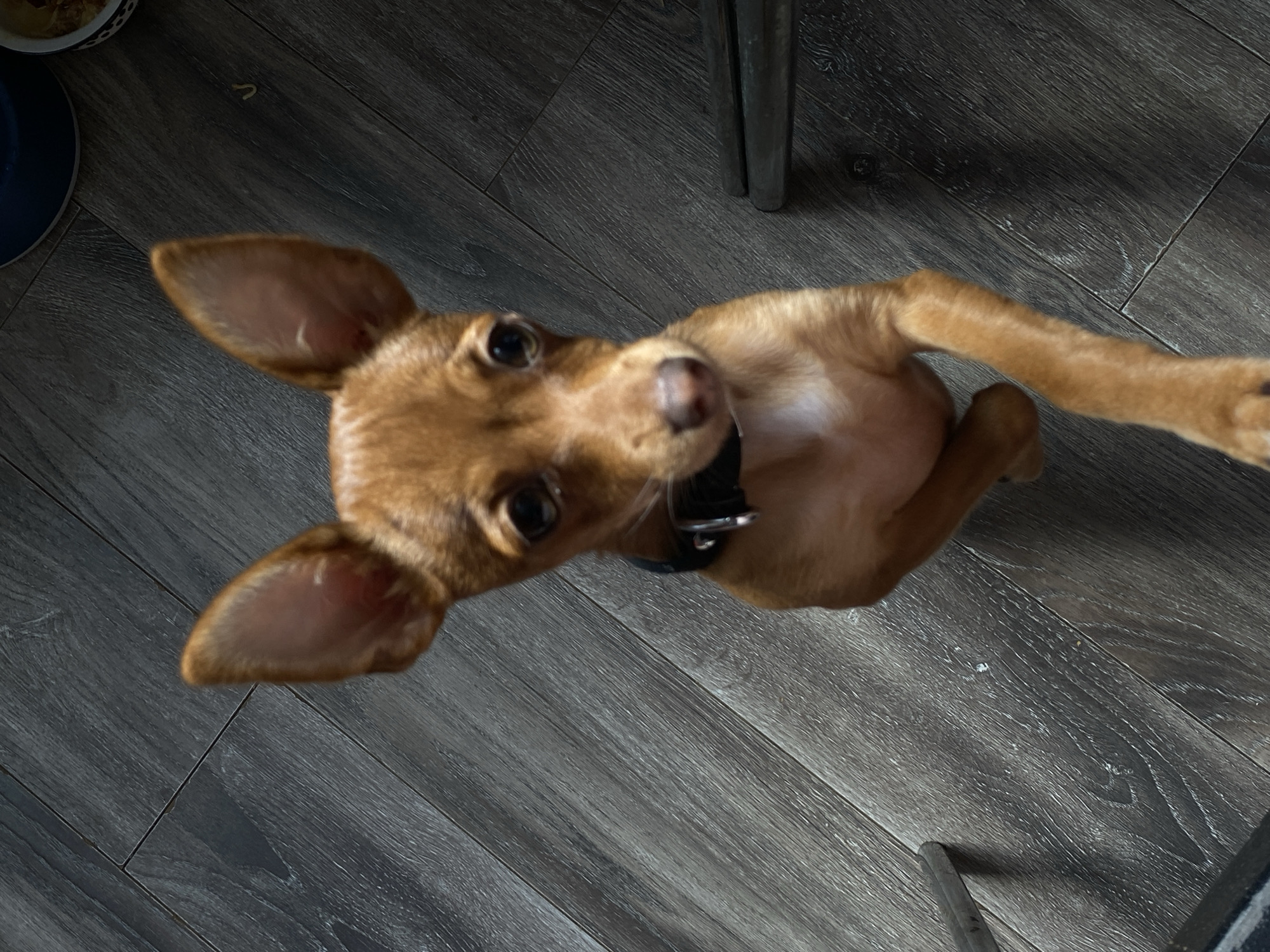 A small, light brown dog is captured lying on its back or side on a dark grey wooden floor, looking up at the viewer with a curious and attentive expression. The dog has large, pointed ears, dark eyes, and is wearing a black collar with a silver ring. Its head is tilted to one side, and its front paws are bent towards its chest. One back leg is extended towards the right side of the frame.
The setting is indoors, with the floor made of dark grey wooden planks, showing visible grain and some minor scuffs. In the upper left corner, part of a blue and white patterned bowl is visible. Near the bowl, on the floor, there is a small, light-colored, curved object, possibly a piece of food or debris. Metal legs of a chair are partially visible in the upper right and lower right corners of the image. The lighting appears to be natural or ambient, indicating a daytime scene. There is no visible text in the image. The scene takes place in what appears to be a home in Chaikovsky, Russia.