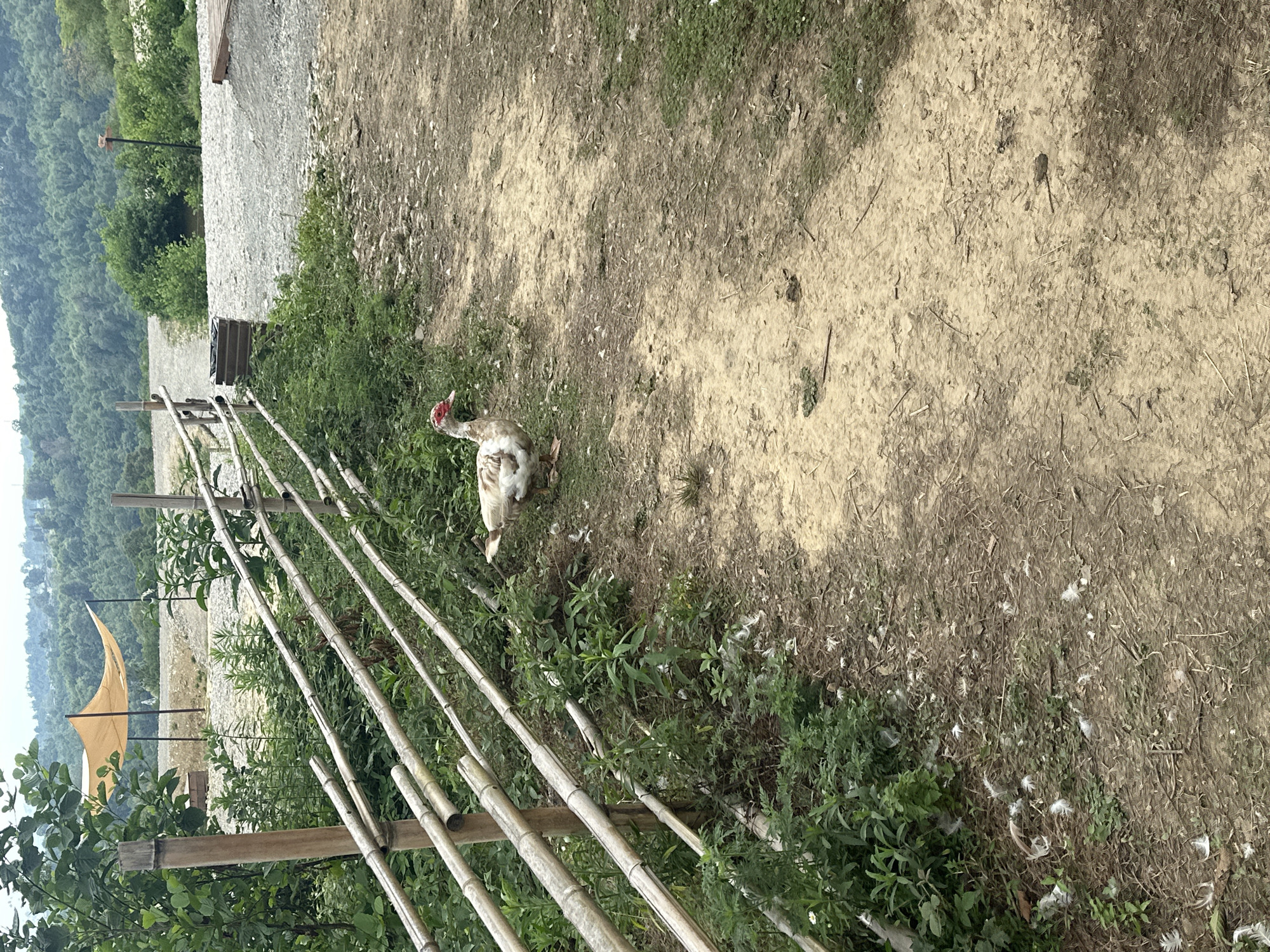 A Muscovy duck, predominantly white with brown markings and a red wattle on its face, stands on a dirt path. The duck is facing to the left of the frame. To the left of the duck, a bamboo fence runs diagonally across the image, separating the path from an area of lush green vegetation. Beyond the fence and vegetation, a hazy backdrop of rolling hills covered in trees suggests a rural or semi-rural environment. The ground is a mixture of dirt, grass, and scattered feathers. In the distance, a tan-colored canopy structure is visible, supported by poles, set against a backdrop of distant, blurred hills. The overall scene depicts an outdoor, possibly farm or park-like, setting. The location is identified as Nizhnyaya Shilovka, Russia.