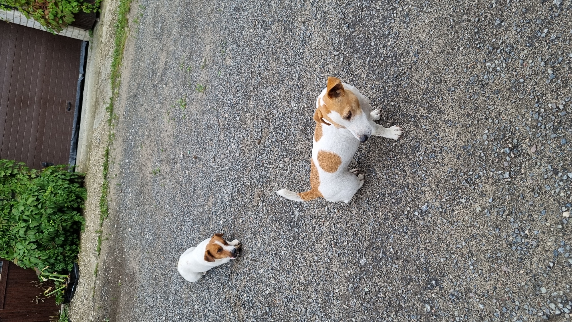 Two Jack Russell Terrier dogs are sitting on a gravel driveway. The larger dog is in the foreground, facing away from the camera with its head turned to the right. It is white with brown markings on its back and head. The smaller dog is in the middle ground, lying down and facing to the left. It is also white with brown markings on its head and back.
To the left of the driveway, there is a brown garage door and lush green foliage. The scene appears to be outdoors during the daytime, likely in a residential area given the presence of a garage. The dogs do not appear to be interacting with each other, and their postures suggest they are relaxed or observing something. There is no visible text in the image. The location is identified as Pokrov, Russia.