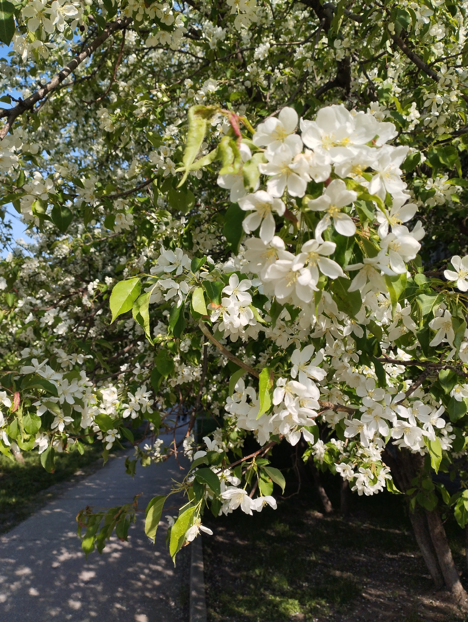 The image shows a tree with white blossoms in Novosibirsk, Russia. The tree has green leaves and numerous white flowers. The leaves are various shades of green, some being brighter and some darker. The blossoms appear to be clustered together on the branches. Some of the branches are visible. A concrete pavement is visible at the bottom left of the image, with the shadows of the tree cast onto it. The trunk of the tree is partially visible on the right side of the frame. The sky is visible as a small patch of blue in the upper left corner of the image.