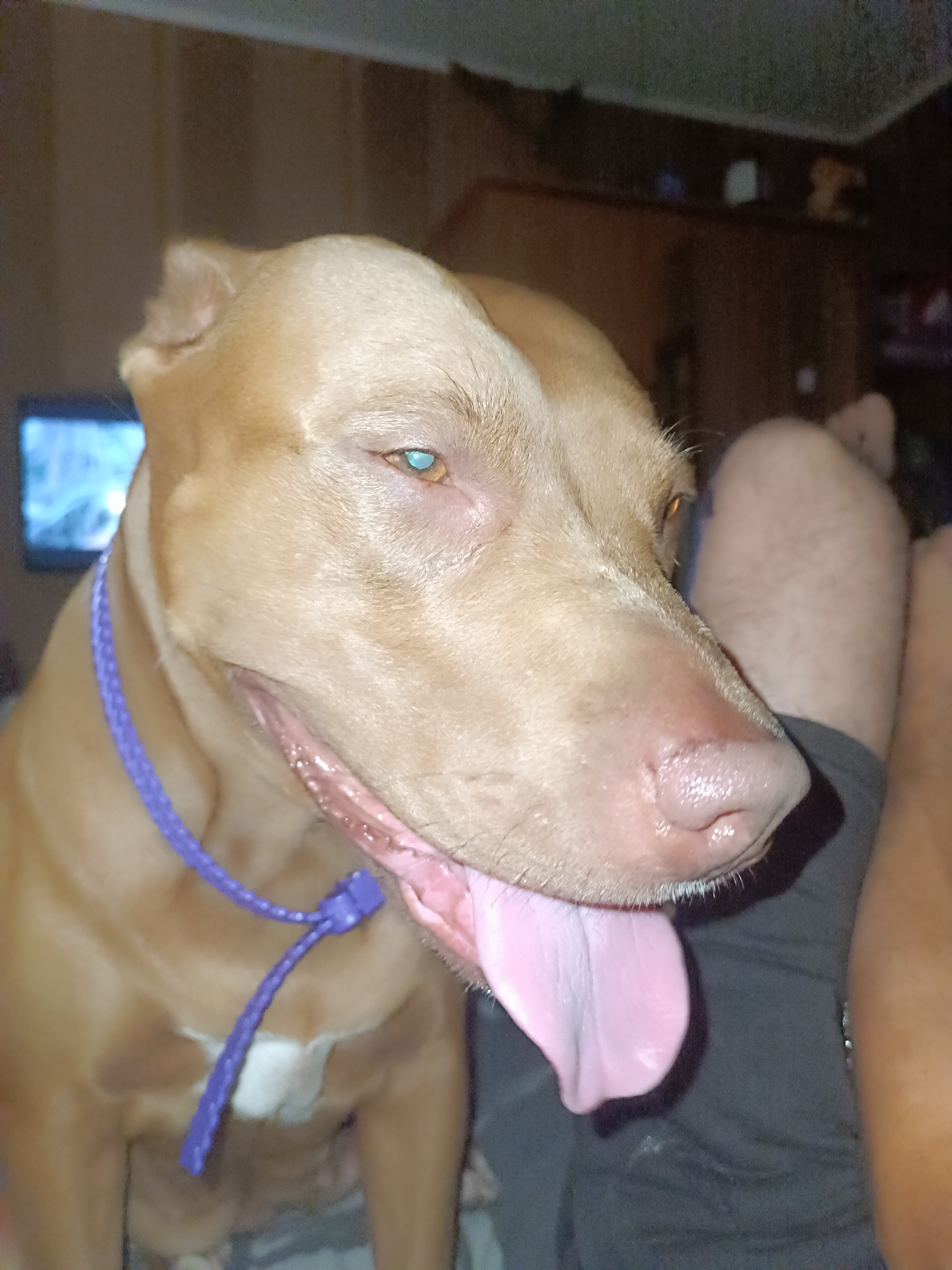 An extreme close-up shot captures a light brown pit bull dog in an indoor setting. The dog's head is tilted to the right, with its mouth open and a pink tongue extended. A vibrant purple collar is visible around its neck. In the background, a television screen displays a blurry blue image. The setting appears to be a bedroom, with dark wooden furniture and a teddy bear on a shelf. The dog is positioned next to a person's legs, indicating a close interaction. The lighting is dim, creating a warm and intimate atmosphere.