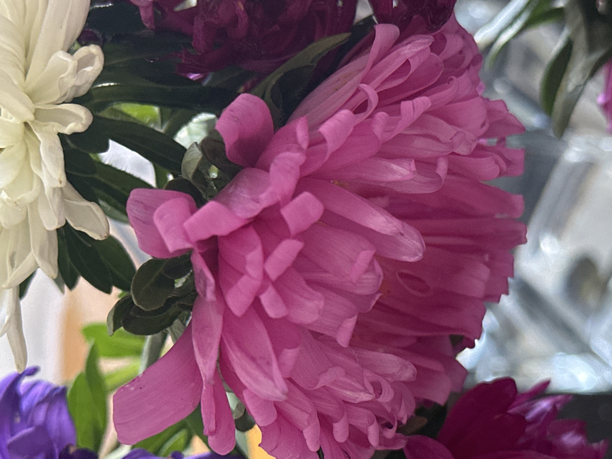 The image displays a close-up of a bouquet of flowers. Dominating the foreground is a large, bright pink flower with delicate, layered petals that unfurl outwards. To its left, a sliver of a purple flower is visible, and to its right, a dark, deep red flower is partially obscured. In the background, the soft white petals of another flower and some green foliage can be seen. The lighting suggests a natural, possibly indoor setting, with the flowers appearing fresh. There are no people or overt actions depicted. The background elements are soft and out of focus, emphasizing the floral subjects. There is no information within the image to associate it with the city of Nevinnomyssk, Russia.