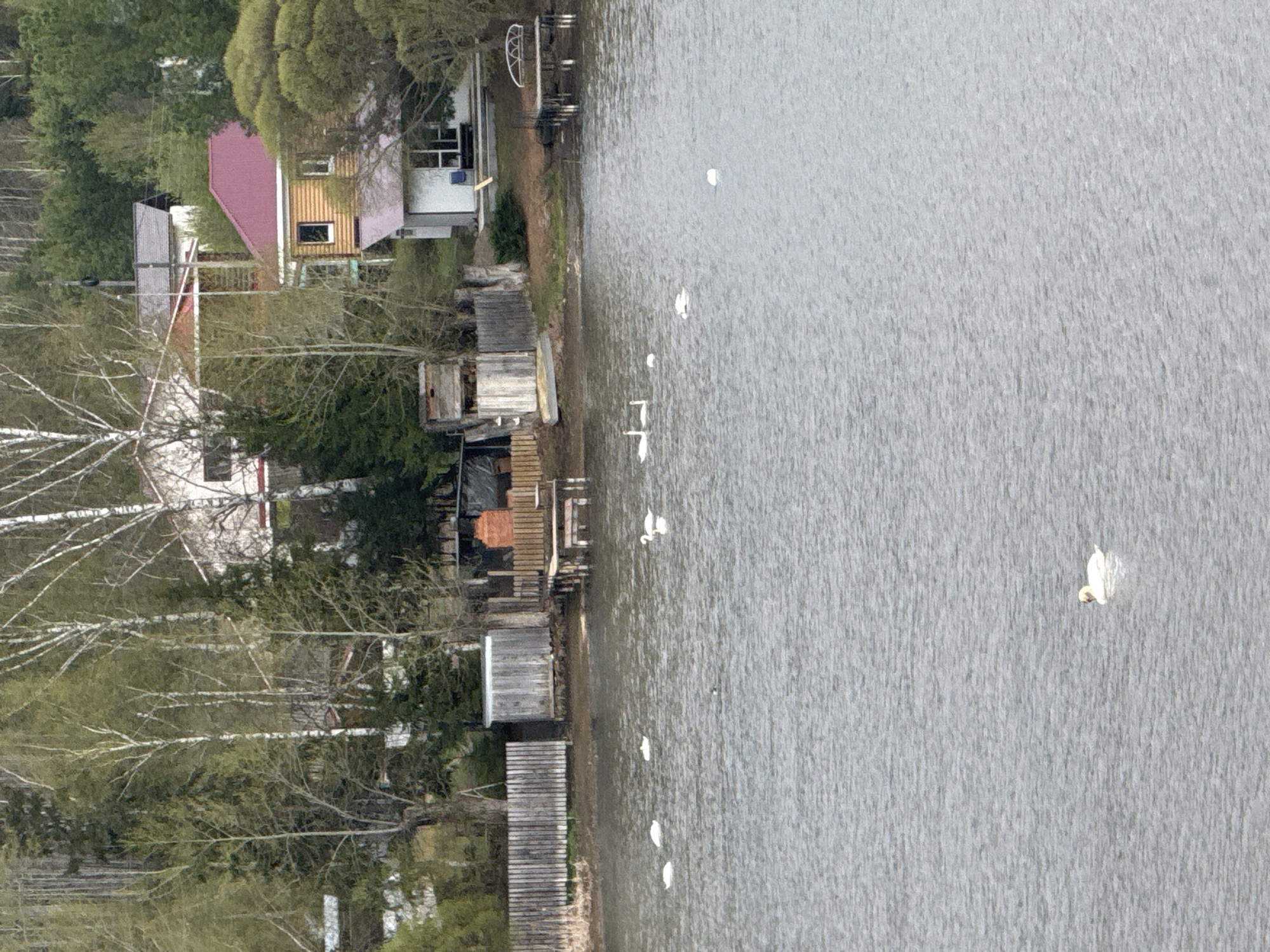 The image shows a waterfront scene in Luzhkovo, Russia. The foreground features a lake with several white swans floating on the surface. The shoreline is lined with trees and several wooden docks, boathouses, and buildings. A two-story building with a red roof is visible, along with other structures partially obscured by trees. The sky is overcast.