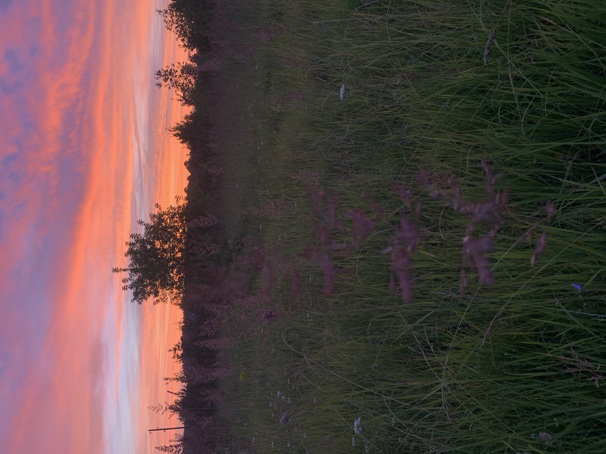 An outdoor, vertical, medium shot captures a grassy field and a vibrant sunset sky. The foreground is dominated by tall, green grass with some darker purple, feathery seed heads interspersed. Small white flowers are visible amongst the grass. In the midground, a line of silhouetted trees and vegetation stretches horizontally across the frame. A single, larger tree stands out in the center of this line. Beyond the trees, the sky is ablaze with a gradient of colors, transitioning from a soft pink and orange near the horizon to a deep purple and blue at the top. Wispy clouds are scattered across the sky, reflecting the sunset's intensity. The overall scene depicts a peaceful, natural landscape at dusk. The location is described as Sergeevo, Russia. There are no people or specific actions depicted.