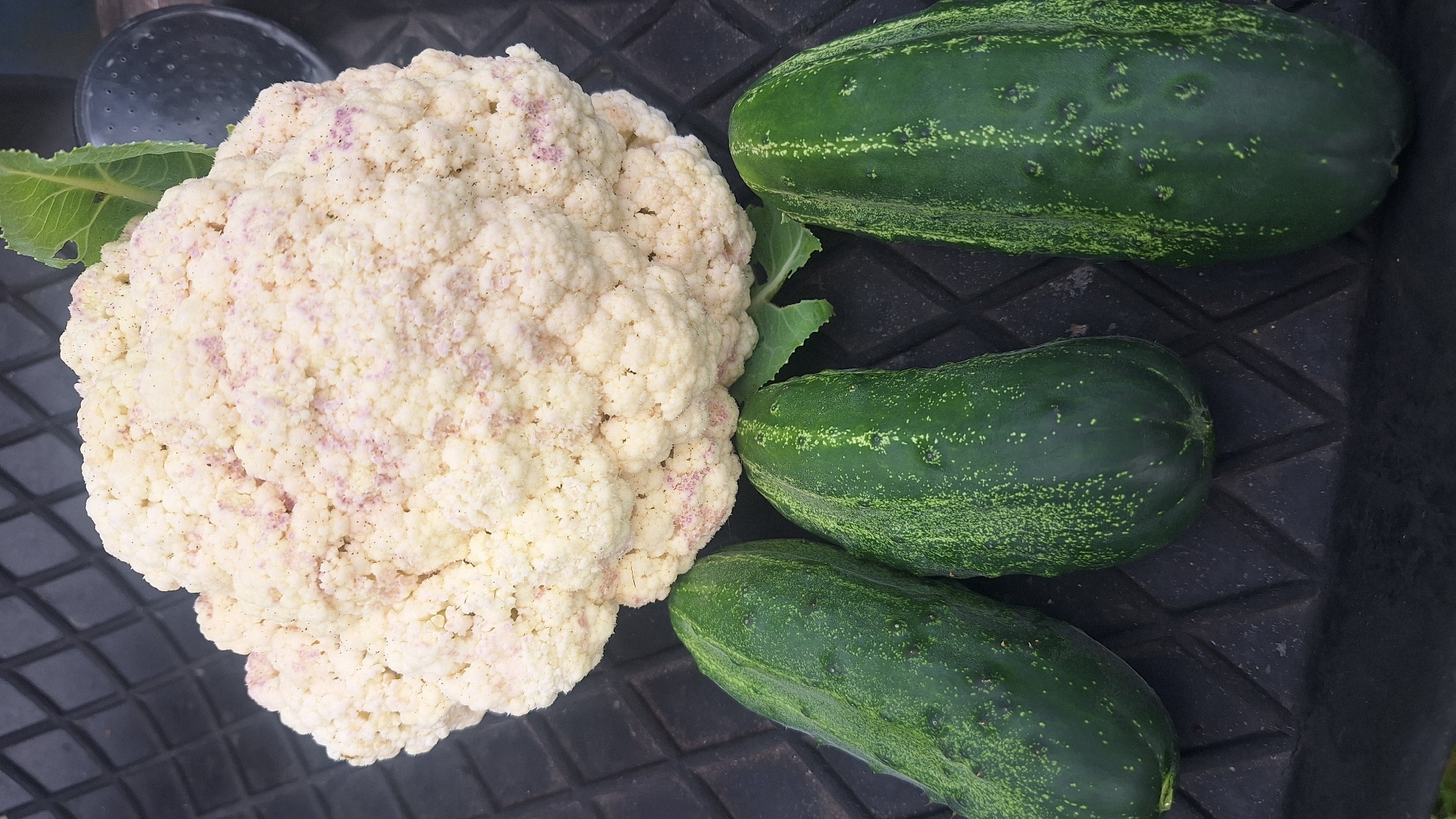 A close-up, overhead shot captures a white cauliflower with pinkish-purple tinges resting on a black, diamond-patterned textured surface. Three dark green cucumbers, each with light green speckles and vertical stripes, are positioned below the cauliflower. The cucumbers are oriented horizontally, with the cauliflower positioned centrally above them. The background is dark and out of focus, with hints of green foliage and a dark circular object visible on the right side. The scene appears to be outdoors.