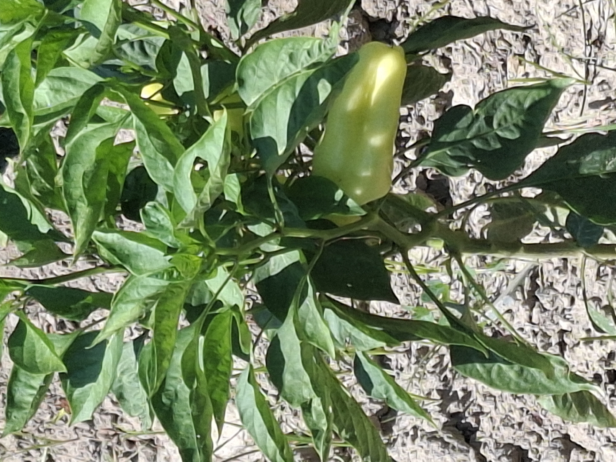A close-up shot shows a green pepper plant growing in a garden. The plant has lush green leaves and a single, elongated green pepper. The pepper is positioned in the lower right quadrant of the image, hanging from a stem. The ground surrounding the plant is covered in dry, light-colored soil or gravel, with some small rocks visible. The background is blurred, suggesting the focus is on the pepper plant. The lighting indicates it is daytime, with sunlight casting shadows on the leaves and pepper. The scene appears to be outdoors, in what is likely a private garden or agricultural plot.