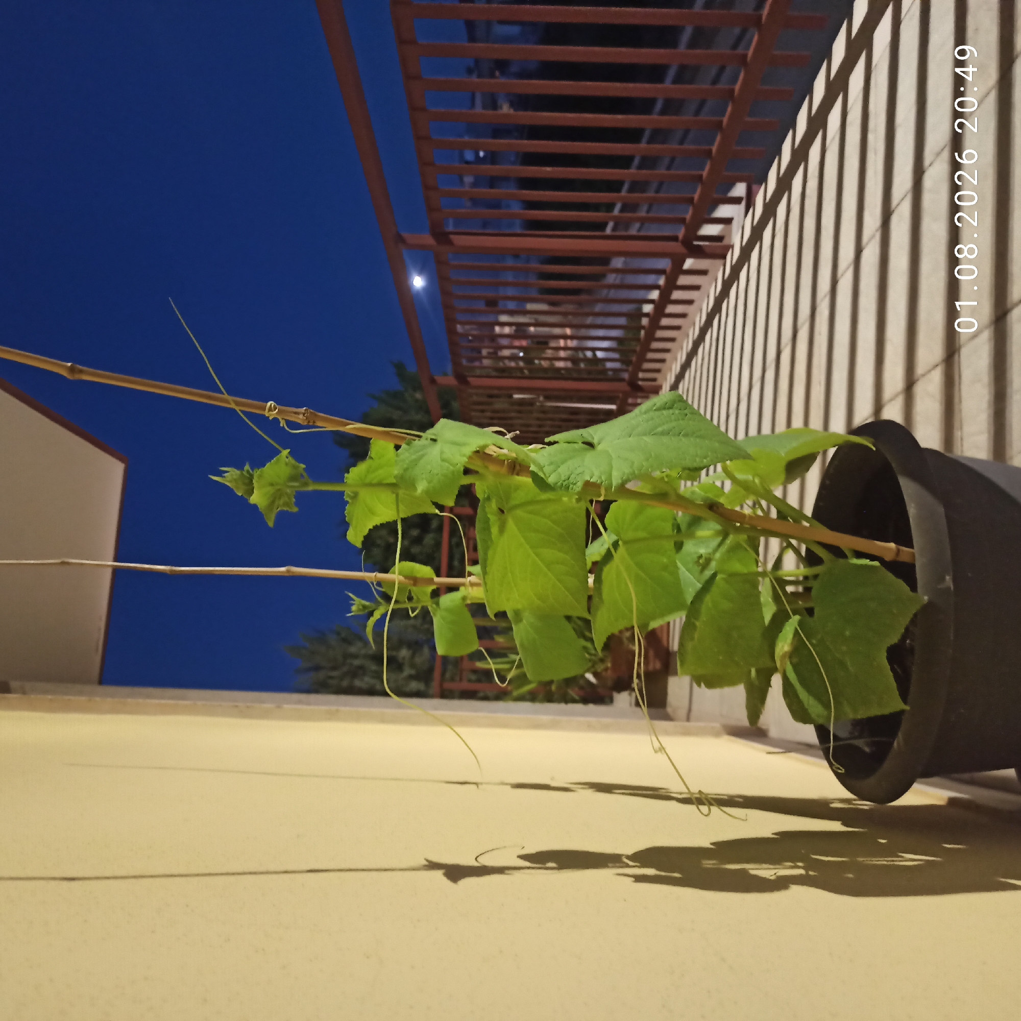 In the city of Bitonto, Italy, a potted cucumber plant is pictured on a balcony at dusk. The plant, supported by bamboo stakes, features several large green leaves and tendrils reaching upwards. The balcony floor is paved with light-colored tiles, casting long shadows from the railing and the plant. In the background, a reddish-brown metal railing encloses the balcony. The sky is a deep blue, indicating the end of daylight, and a faint moon is visible. A wall with a creamy yellow hue is to the left of the frame, showing shadows of the plant. The date and time stamp "01.08.2026 20:49" is superimposed on the bottom right of the image.