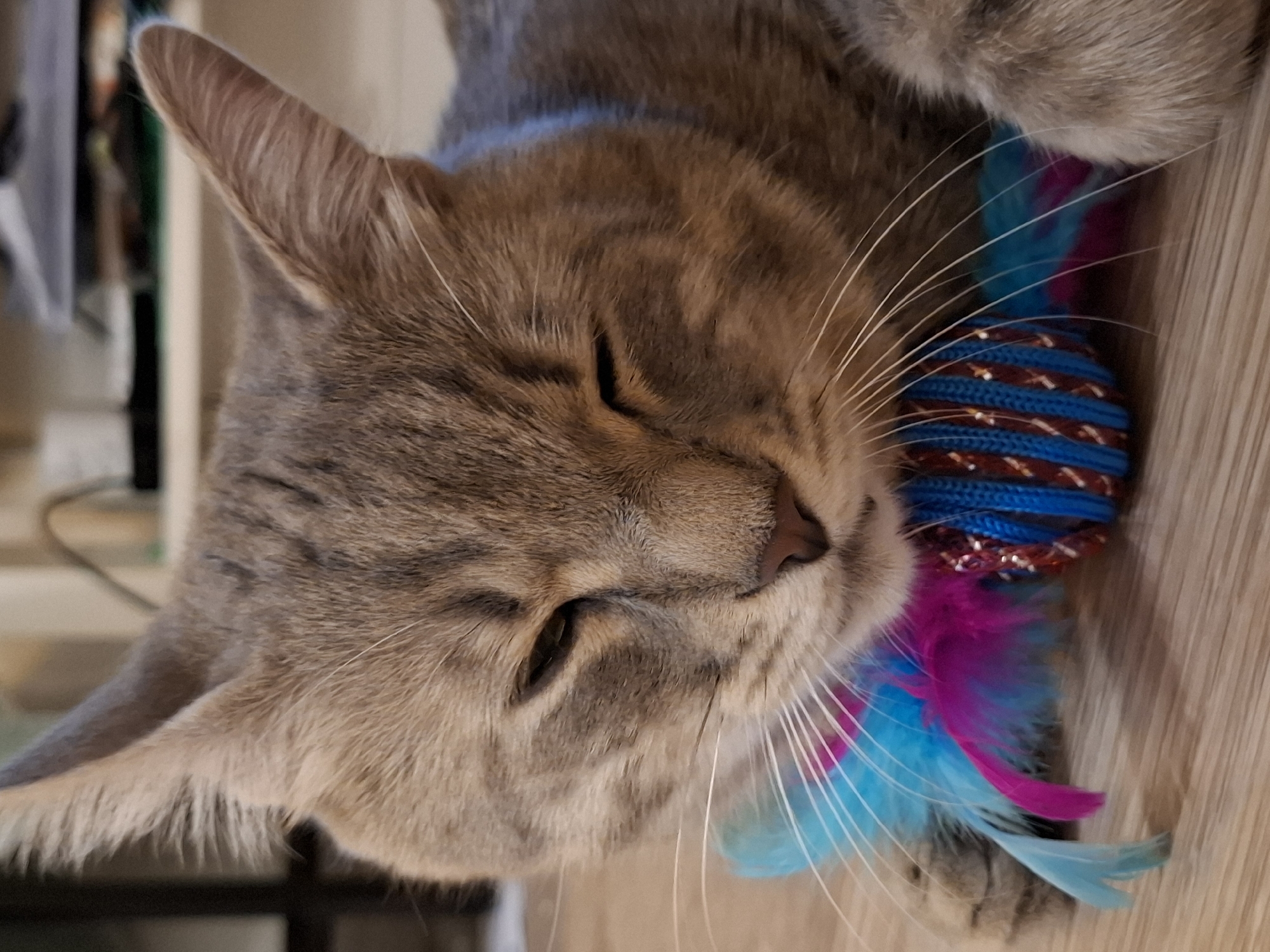 The image shows a close-up of a tabby cat lying down on a wooden floor. The cat has its eyes partially closed and appears relaxed. It is wearing a blue collar and has a toy with blue and pink feathers in front of its face. The background is blurred, but suggests an indoor setting. There are no visible landmarks or context to determine a specific location within Zemun Urban Municipality, Serbia.