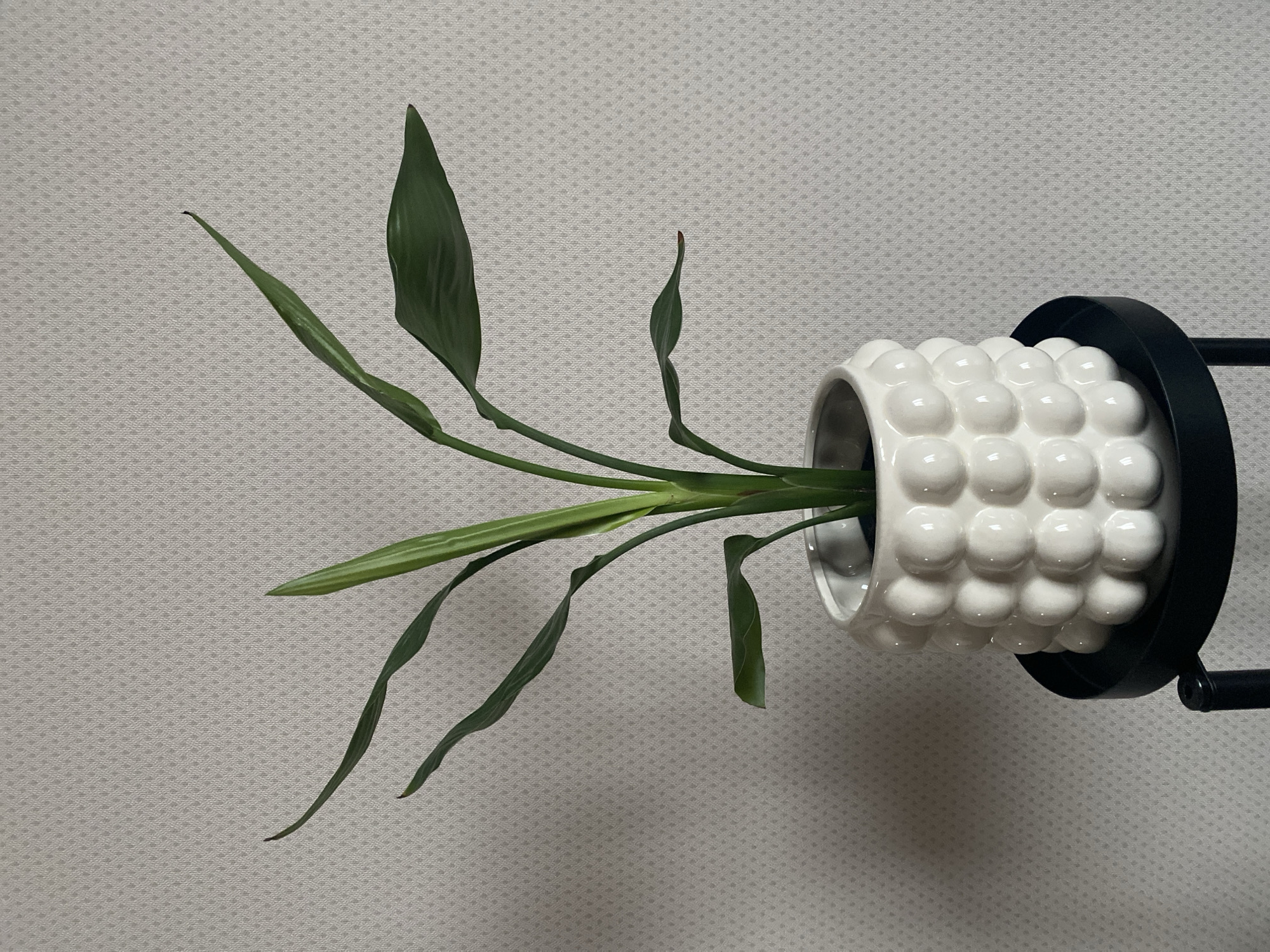 A still life image depicts a plant in a white, ceramic pot with a bumpy texture. The pot is held in a black metal stand. The plant has long, green leaves, some of which are slightly drooping. The background is a light grey wall with a subtle, repeating pattern. The image appears to be indoors. No people are visible. There is no information given that allows for the location to be specified as Izhevsk, Russia.