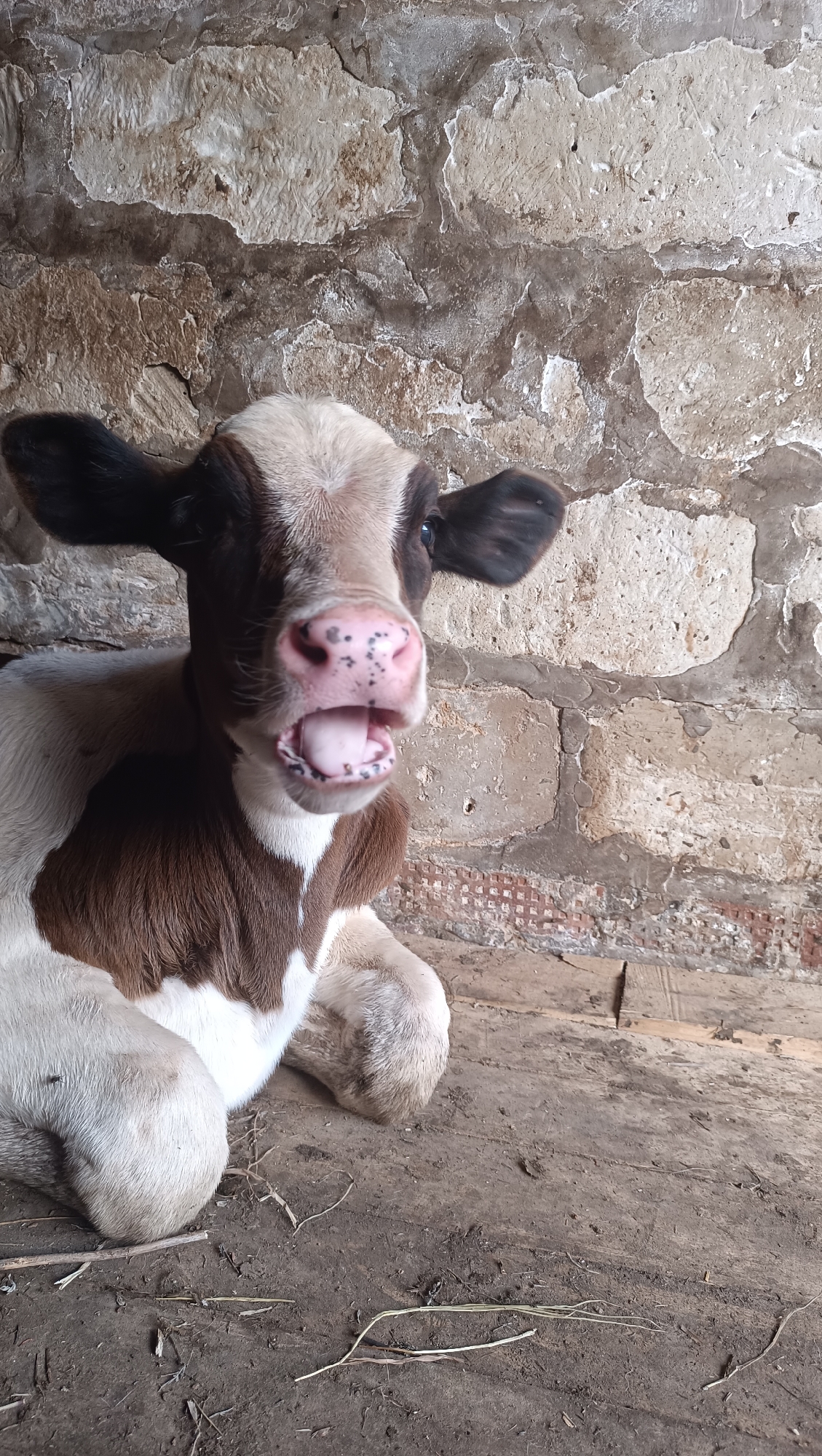 A young calf lies on a dirt floor in what appears to be a barn or stable. The calf has brown and white markings and its mouth is open, as if it is vocalizing or yawning. The background consists of a rough, stone or concrete wall. There are some wooden planks visible on the floor in the distance. The lighting suggests it is daytime, but the interior is somewhat dim.