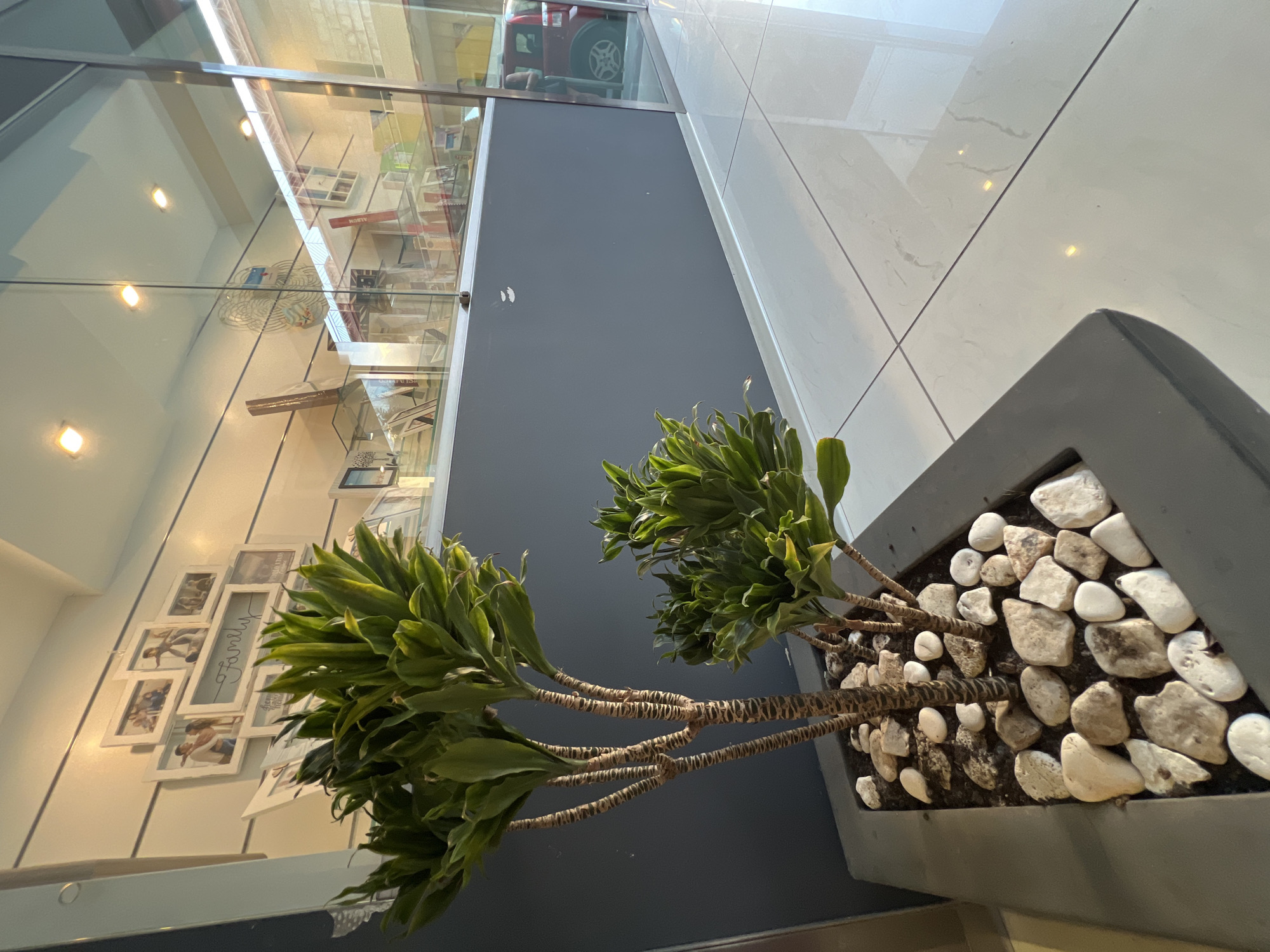 The image depicts an indoor scene with a potted plant in the foreground. The plant has multiple tall, segmented stems with green foliage. It is situated in a gray planter filled with decorative white and beige stones. Behind the plant, a wall with a horizontal lined texture is visible, adorned with a collage of framed photographs. A glass partition separates this area from another space, through which reflections of lights and objects are seen. The floor is tiled with large, light-colored square tiles. The overall impression is a well-maintained interior, potentially a commercial space or a modern home. There is no visual information within the image to indicate a specific location in the city of Bitonto, Italy. The scene is static, with no people or animals actively engaged in any discernible actions.