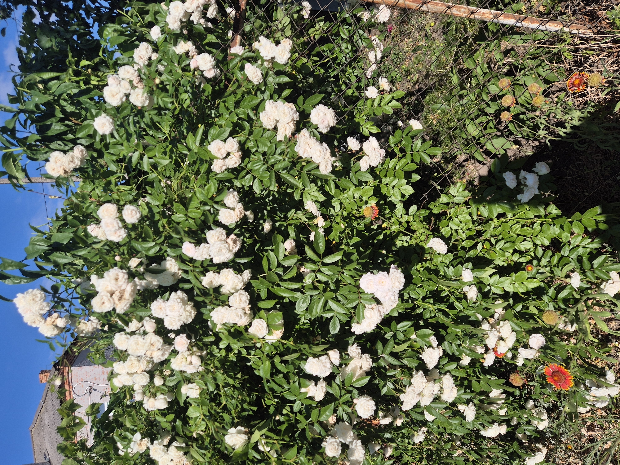 The image depicts a close-up view of a lush green bush laden with numerous small, white roses. The roses are clustered together, forming dense sprays of delicate blooms. The bush is vibrant and healthy, with abundant green foliage.
In the background, a chain-link fence runs horizontally across the frame, separating the rose bush from a patch of dry grass and some other flowers. One of these flowers is a vibrant orange and red daisy-like bloom, adding a splash of contrasting color to the scene. Another, smaller cluster of similar flowers, appear to be in bud stage and are yellow-orange. Sunlight dapples the scene, indicating it's daytime.
To the left of the rose bush, a sliver of a building with a grey tiled roof and red brick accents is visible, along with a clear blue sky. The overall impression is of a garden or yard, likely in a rural or suburban setting in Sozonivka, Ukraine, given the context. There is no text visible in the image. The scene evokes a sense of natural beauty and tranquility on a sunny day.