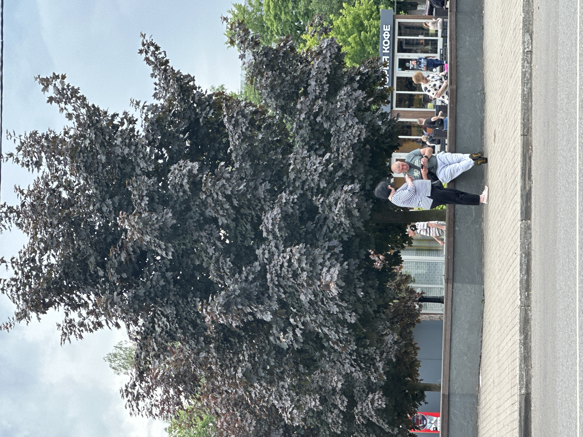 This image captures a street scene in Podolsk, Russia, featuring a large tree with dark foliage dominating the foreground. In front of the tree, a low, grey concrete wall separates the sidewalk from a paved area where several people are visible. Two individuals are standing close together near the left side of the frame, one leaning against the wall and looking at a phone, the other standing and also looking at a device. To their right, several other people are seated on benches or standing in front of a small kiosk with "КОФЕ" (coffee) written on its facade. The background shows more trees and buildings under a cloudy sky. A street runs across the bottom of the image.