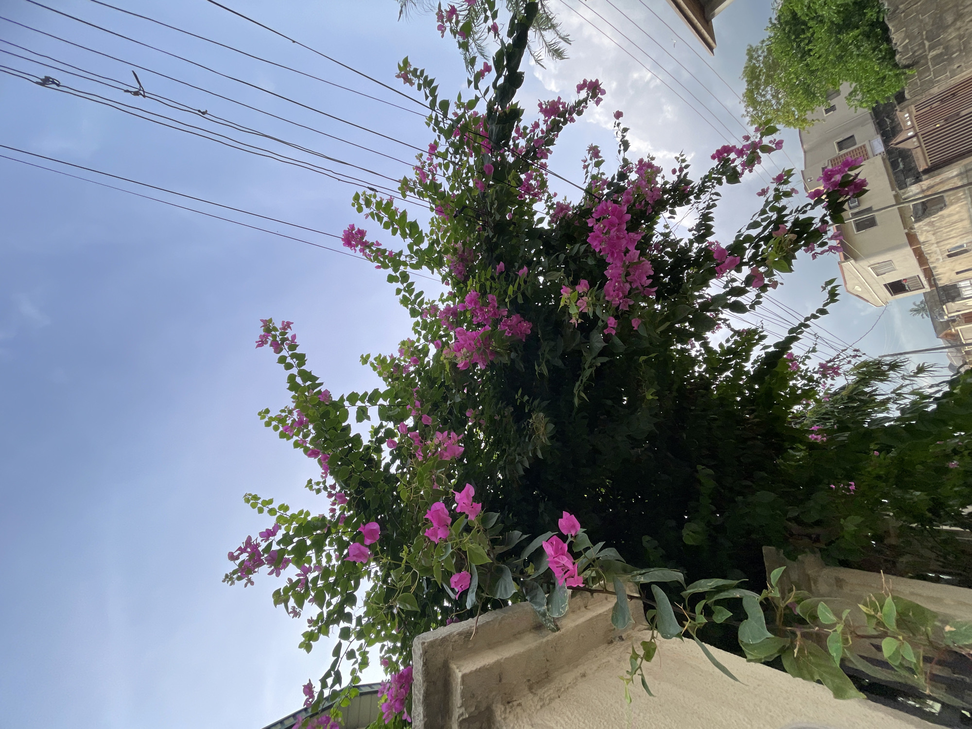 The image shows a Bougainvillea tree with pink flowers growing over a concrete wall in Ado, Nigeria. Overhead, several parallel electrical wires span the sky, which is a pale blue with some clouds. A building can be seen in the background on the right side of the image.