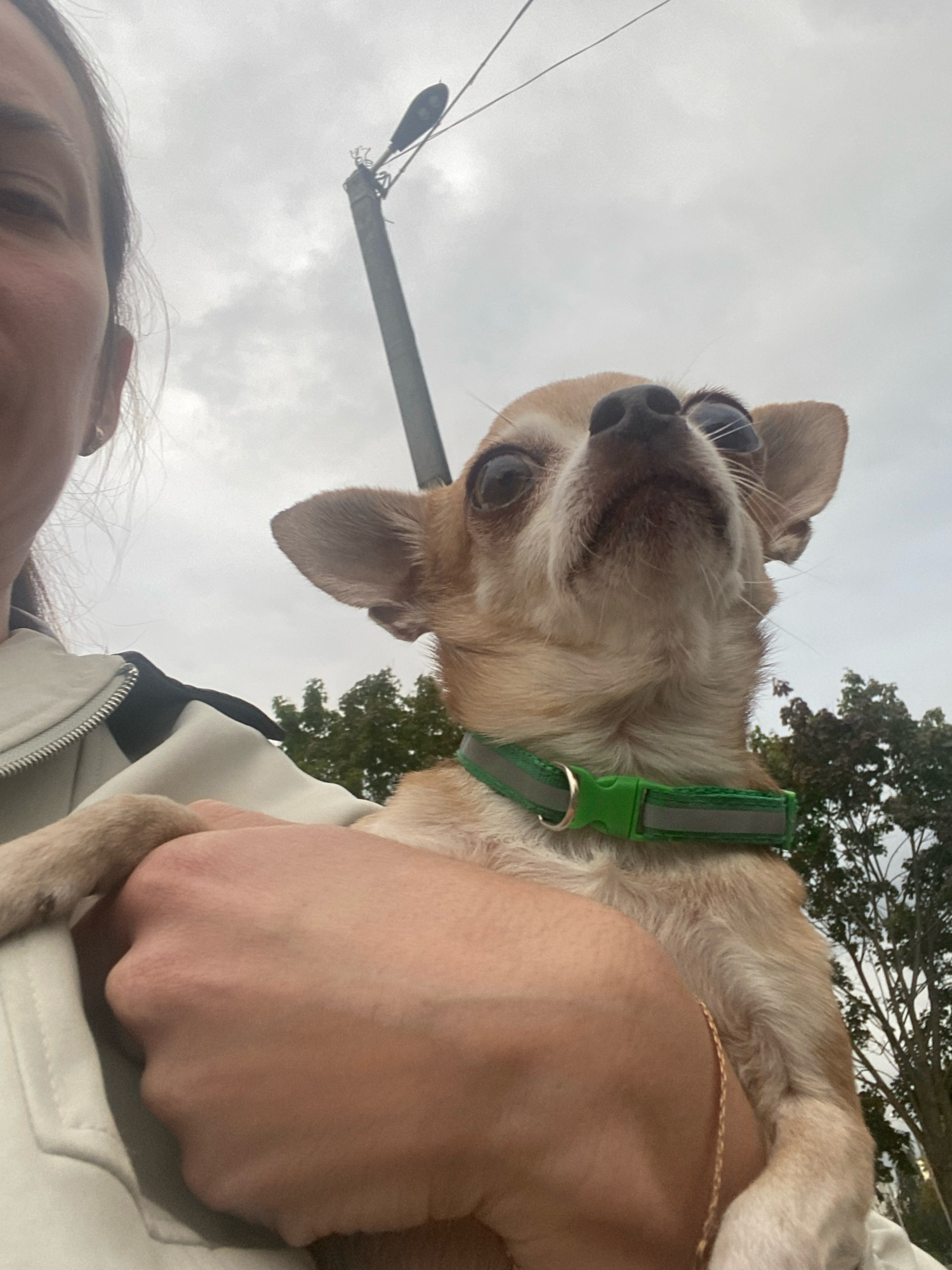 A close-up, low-angle, point-of-view photograph shows a person holding a small tan Chihuahua dog outdoors. The dog is positioned in the center of the frame, looking upwards with large, round eyes and its mouth slightly open. It wears a bright green collar. The person's arm and hand are visible supporting the dog, and a portion of their face, specifically the left side of their forehead and eye, is visible in the upper left corner. The person is wearing a light-colored jacket with a dark accent on the collar. In the background, a streetlamp is mounted on a pole, and several trees with green foliage are visible against an overcast sky. The image does not provide specific details to determine its location within the city of Zhlobin, Belarus.