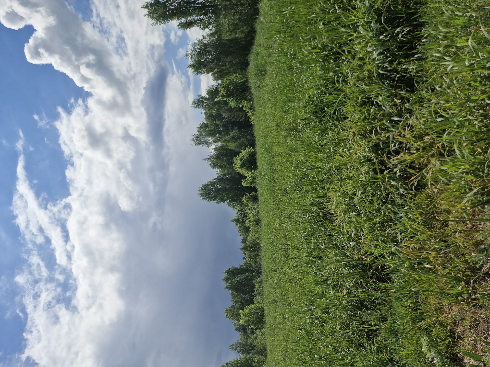 The image depicts a landscape in Марковский, Russia, featuring a field of green grass on the right side. A line of trees separates the field from the sky. The sky is blue with white cumulus clouds. No people or specific objects are visible in the image. The action appears to be natural, with sunlight illuminating the scene. The environment suggests a rural or semi-rural location on a partly cloudy day.