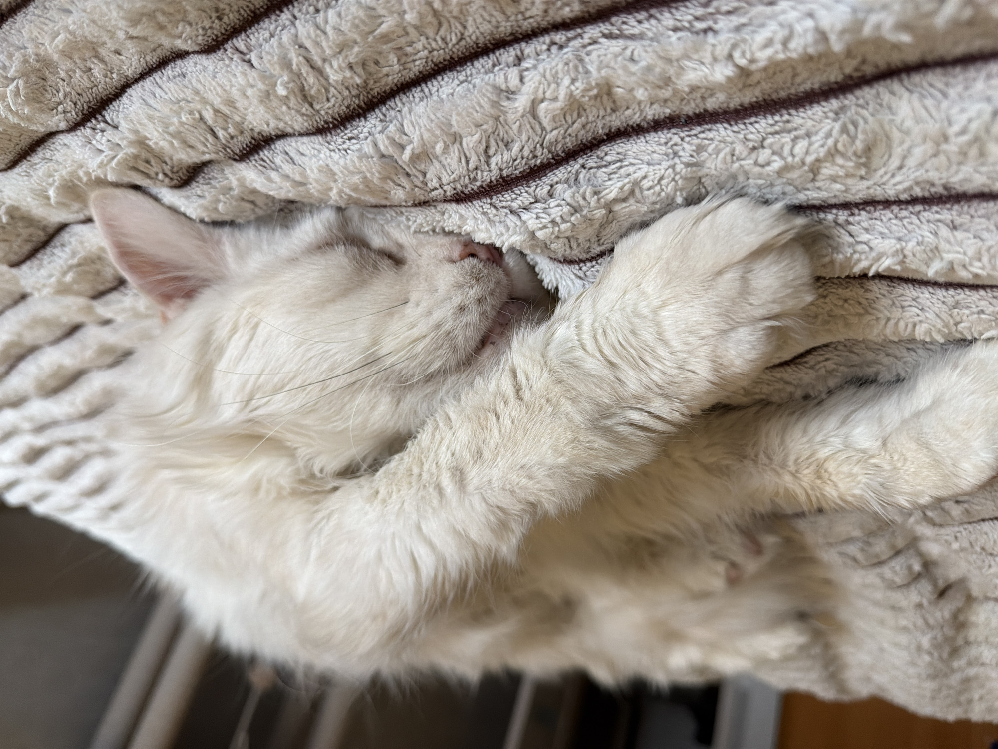 A fluffy white cat is sleeping on a striped blanket. The cat is curled up with its eyes closed and paws outstretched. The blanket has a soft, textured surface. The scene is indoors, with a blurred background suggesting furniture or other objects. There is no indication of a location in Kazan, Russia, or any other specific city. There are no people visible in the image.