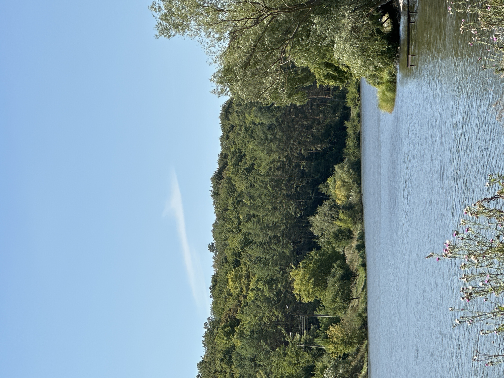 A wide shot captures a serene lake in Makiv, Ukraine, under a clear blue sky with a wispy cloud. The lake's surface is calm, reflecting the verdant foliage that lines its banks. A dense forest of various green trees dominates the background, creating a natural backdrop for the scene. In the foreground, on the left side of the image, wildflowers with pinkish-purple blooms grow along the water's edge. On the right side of the lake, a section of a wooden dock juts out into the water. The environment is peaceful and natural, suggesting a tranquil outdoor setting.