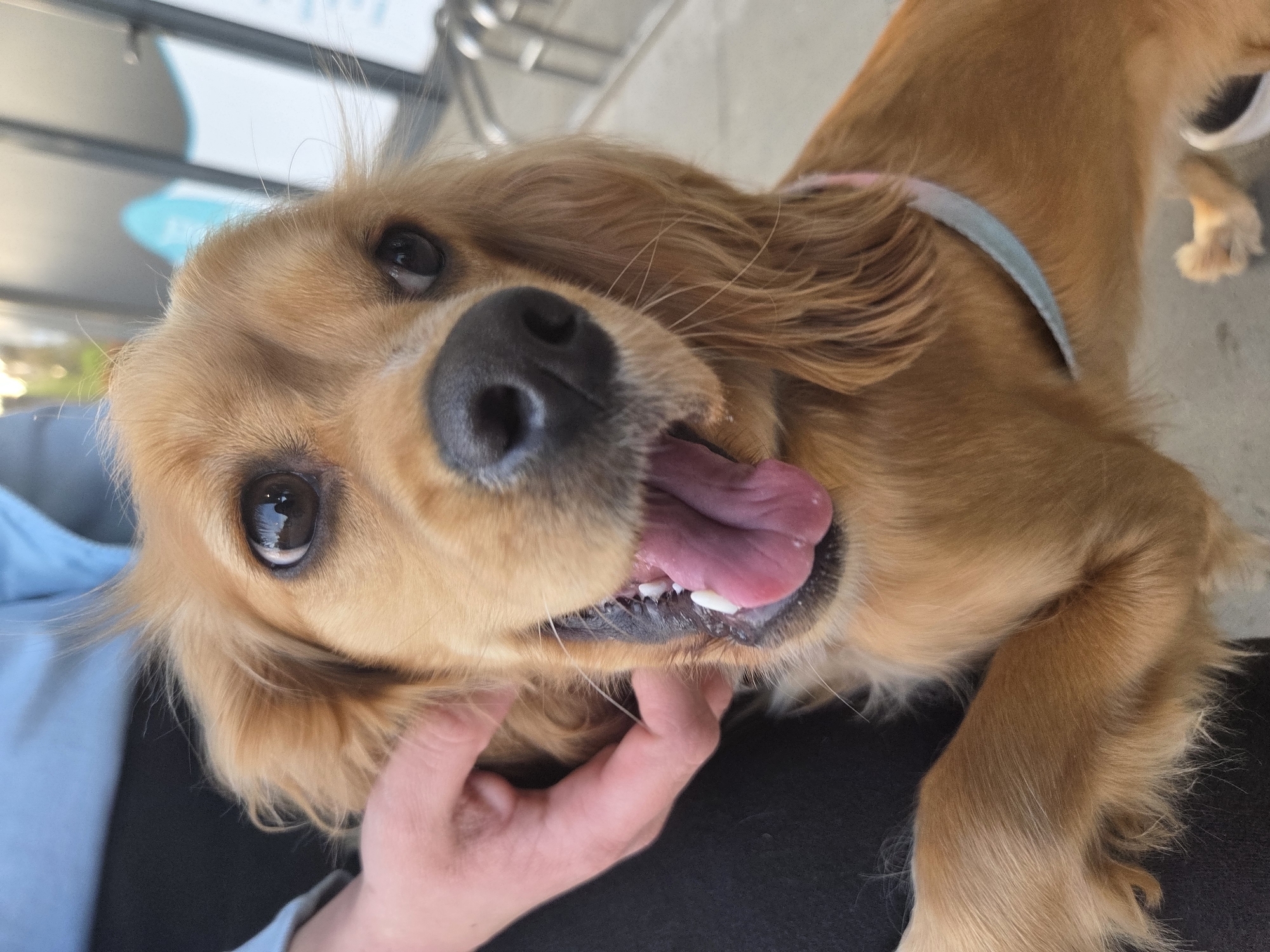 The image prominently features a medium-sized dog with golden-brown, wavy fur, possibly a Golden Retriever or Cocker Spaniel mix. Its head is tilted, looking directly at the viewer with wide, dark eyes that reflect the bright surroundings. The dog's mouth is open, revealing a pink tongue partially extended and some white teeth, indicative of panting or a happy, relaxed demeanor.
A light-skinned human hand is visible in the lower left portion of the frame, gently petting or cradling the dog's neck and chest area, suggesting an affectionate interaction. The person appears to be wearing a light blue long-sleeved garment. Around the dog's neck, a light blue or greenish-blue collar is visible.
The background is out of focus, suggesting an outdoor or semi-outdoor setting during bright daylight hours. Blurred structures, possibly metallic railings or parts of a building, are discernible along with abstract light blue and white shapes, which could be elements of a sign or a large graphic. No decipherable text is visible. The overall mood conveyed by the dog's expression is one of contentment and joy. This scene is set in Pleven, Bulgaria.