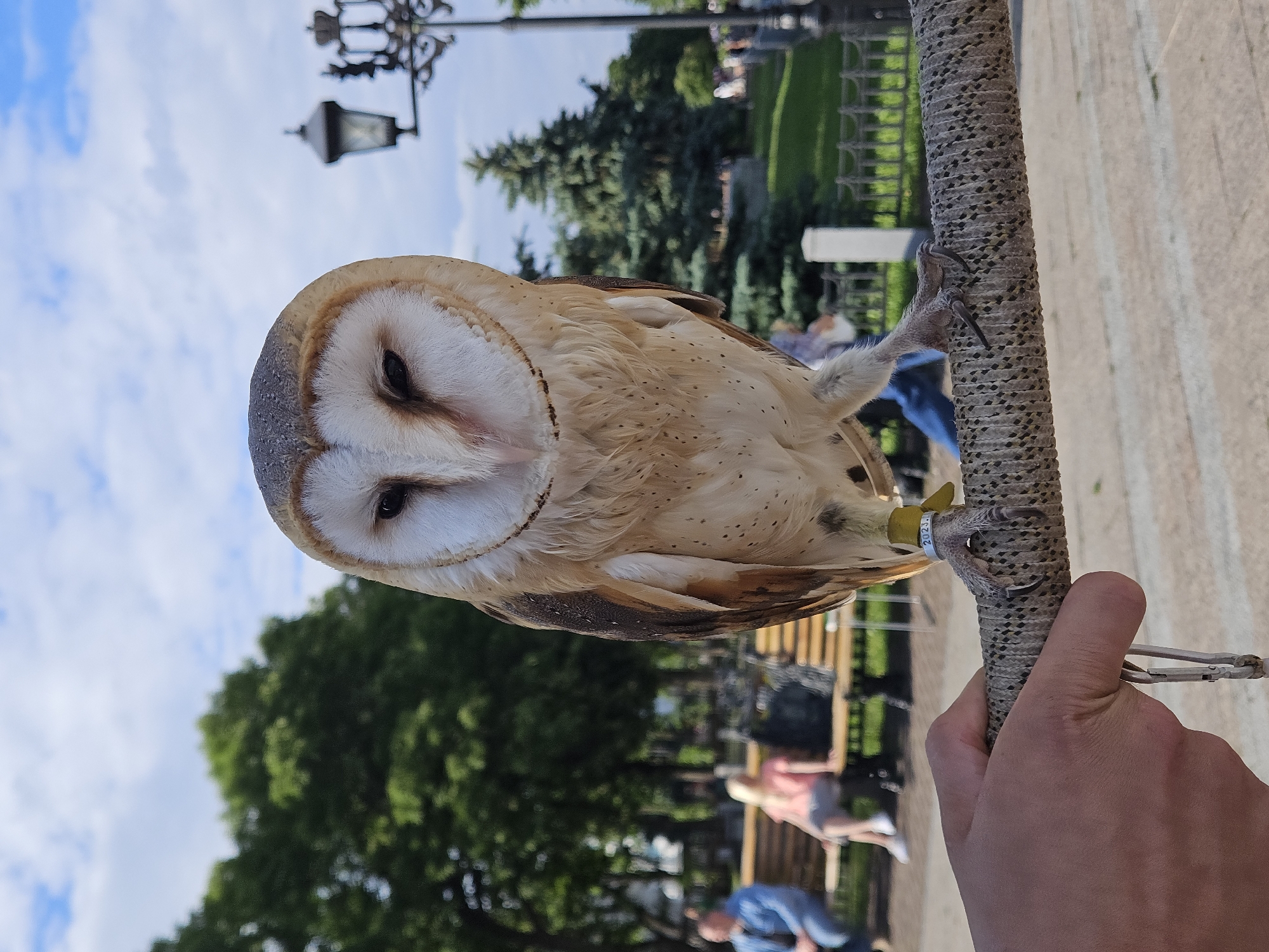 A barn owl is perched on a textured pole, held by a person's hand. The owl's distinctive heart-shaped facial disk is prominent, with dark eyes and pale feathers. Its body is light brown with speckles, and its talons grip the pole. A yellow band with some text is visible around the owl's leg. In the background, a street lamp with a decorative base is visible against a bright, cloudy sky. Further back, trees and green grass suggest an outdoor park or garden setting. Several people are blurred in the background, indicating a public space. The scene appears to be set during the daytime, with bright sunlight and a clear sky, suggesting fair weather. The setting is Ulyanovsk, Russia, and the presence of people suggests a public area that might be a park, zoo, or tourist attraction where such birds might be displayed.