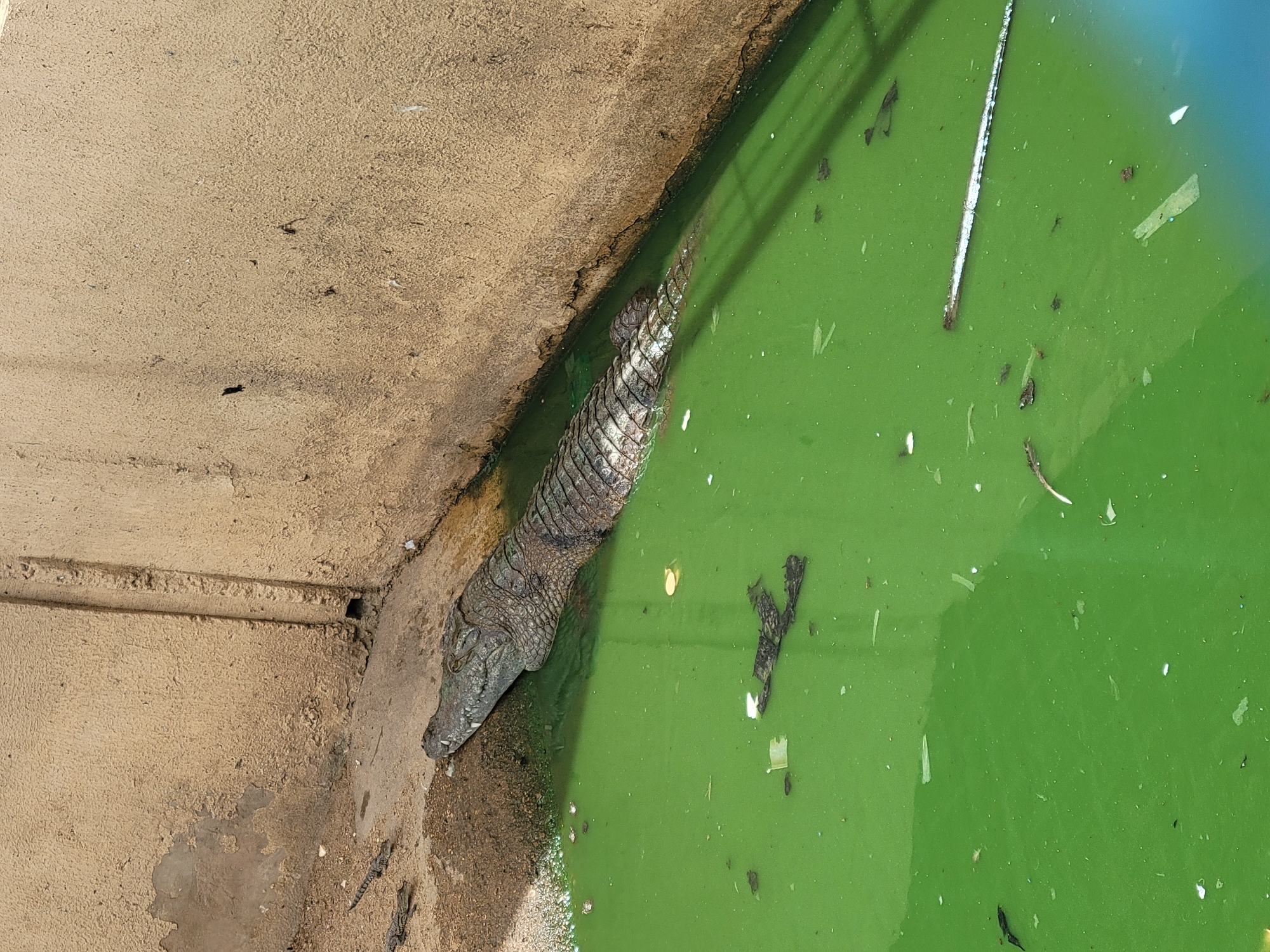 The image, taken in Markurdi, Nigeria, shows an overhead view of a crocodile resting at the edge of a body of green, murky water. The reptile's head and the upper part of its body, displaying dark, scaly skin, are visible, with its head resting on a light brown, textured bank. The majority of its body is submerged in the water.
The water is a striking, opaque green color, suggesting the presence of algae or sediment. Floating on the water's surface are various pieces of debris, including small white fragments, darker organic matter, and a notable long, thin white object, possibly a piece of plastic or pipe.
The bank is made of a sandy-textured material, possibly concrete or compacted earth, which appears dry and uneven in places. The lighting indicates it is daytime, with bright conditions illuminating the scene. The crocodile appears to be calm and at rest. There is no visible human activity or text.