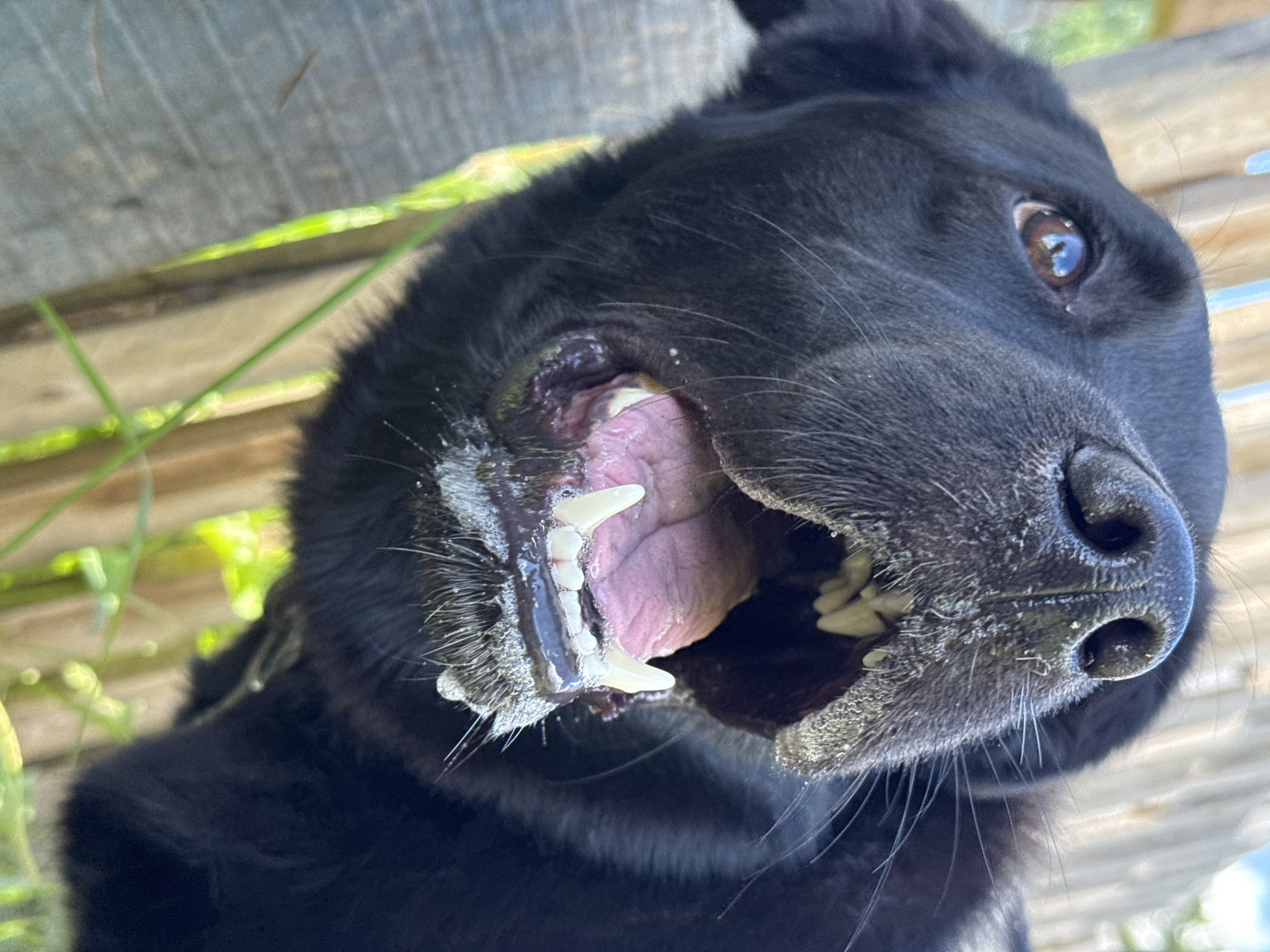 A close-up, low-angle photographic image depicts the head of a black canine, likely a Labrador Retriever or similar breed, captured outdoors in Rusalevka, Russia. The dog's head is angled upwards and slightly to the left, with its mouth wide open, revealing a pink tongue and healthy, white teeth, including prominent canines. White, frothy saliva or foam is visible around the muzzle and dripping from the lower lip. The dog's right eye is visible, brown in color, reflecting ambient light. The wet, textured black nose is central, with fine, light-colored particles adhering to the fur around the nostrils. The fur is short and black, with whiskers extending from the muzzle. The background consists of a light-colored wooden fence, displaying vertical planks and some wood grain. Green foliage and blades of grass are visible in the lower portion of the frame and between the dog and the fence, indicating a natural, outdoor environment under bright daylight conditions. No other subjects or direct interactions are visible.