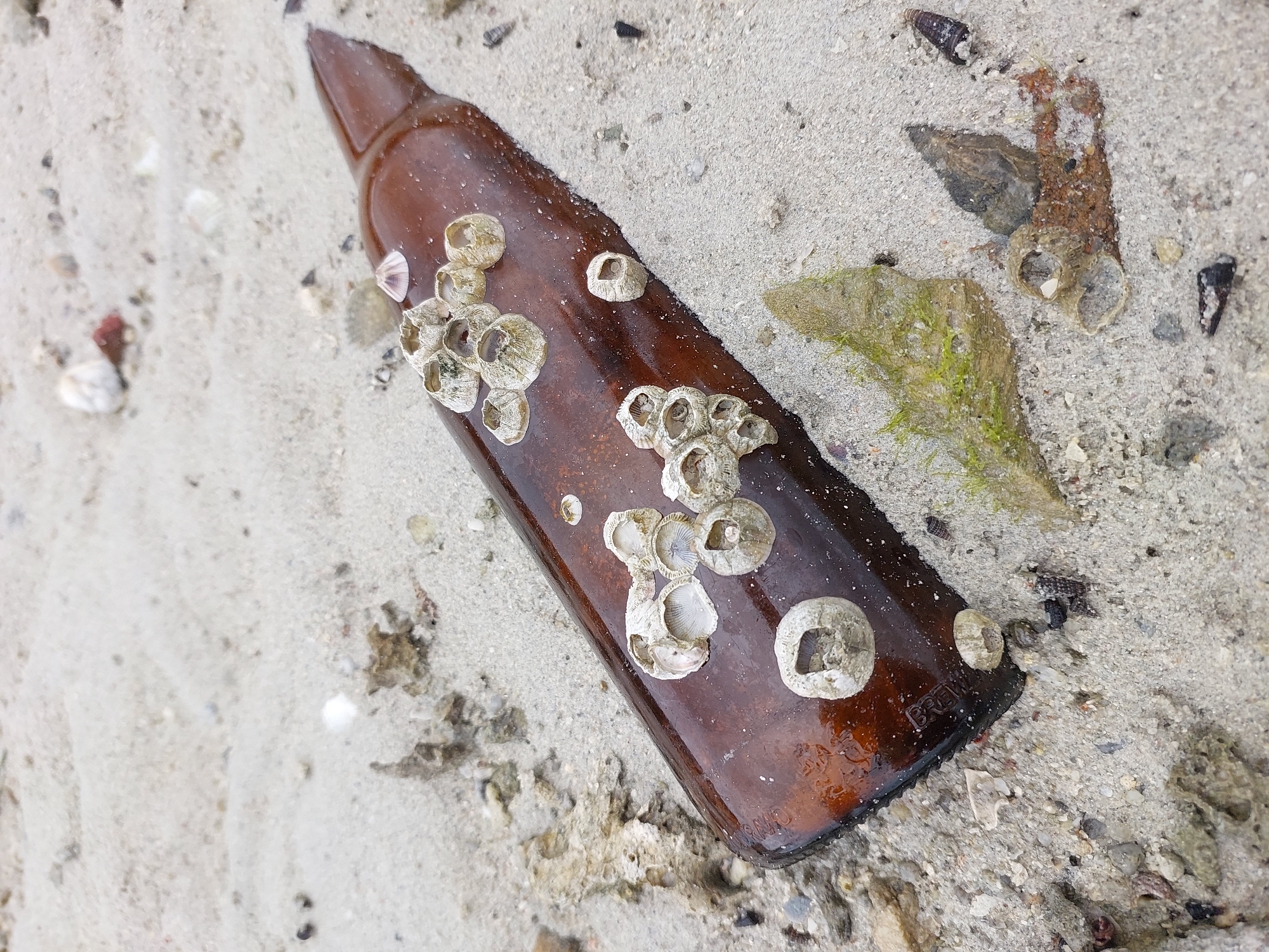 A brown glass bottle, encrusted with barnacles, lies on a sandy beach. The bottle is oriented diagonally, with its neck pointing towards the upper right. The sand is light-colored and appears damp in places, with small shells and pebbles scattered throughout. A piece of green algae is visible to the right of the bottle. The overall scene suggests a beach in Ko Samui District, Thailand, where objects washed ashore are common. There are no people or animals visible in the image.