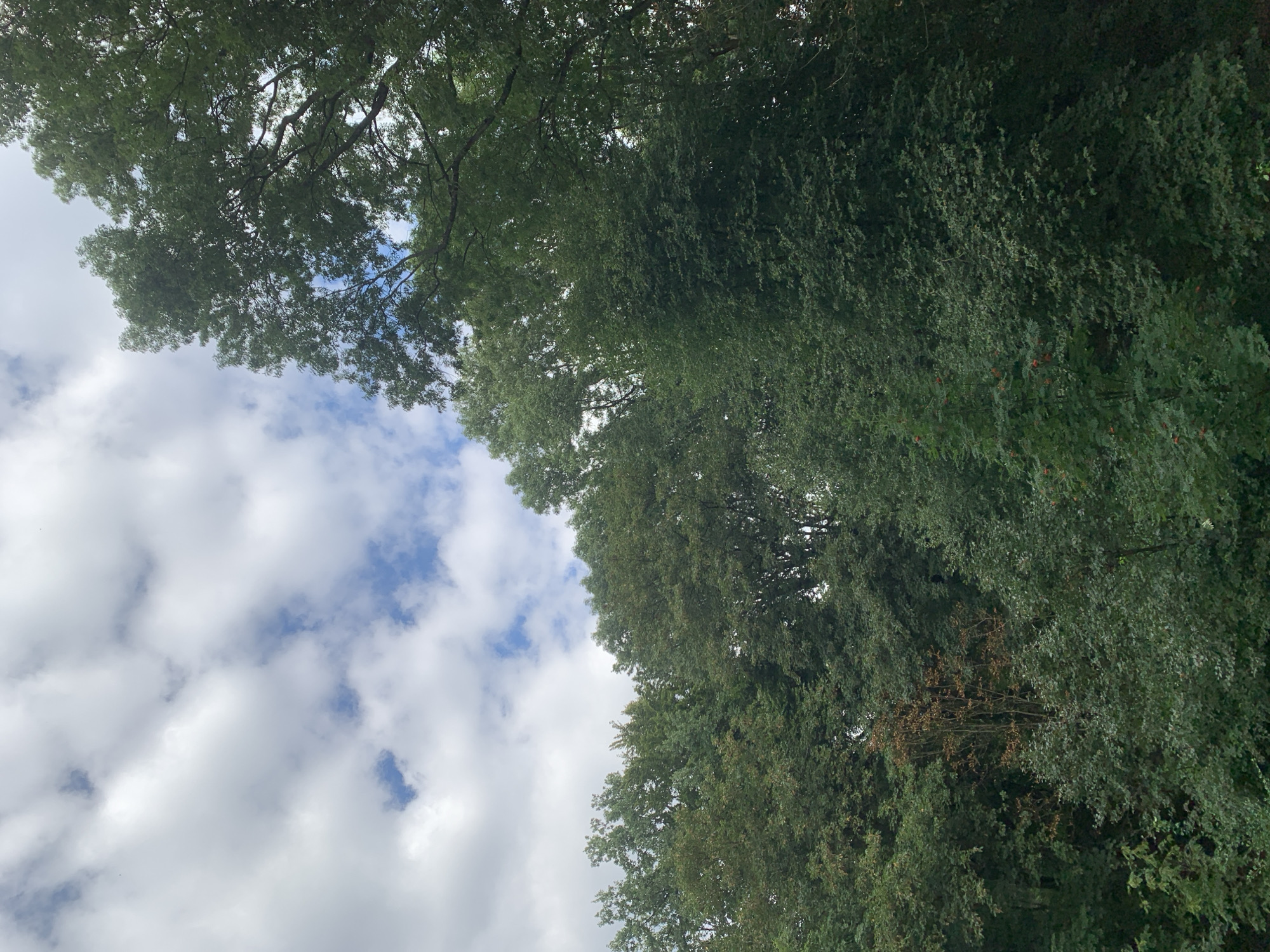 The image shows a view of a dense canopy of green trees against a cloudy sky. The trees are lush and varied in their foliage, with some appearing taller and more mature than others. The sky is a mixture of blue patches and white, fluffy clouds. The scene suggests an outdoor, natural setting, likely a park or a wooded area within the city of Lviv, Ukraine. There are no people or visible man-made structures in the frame.