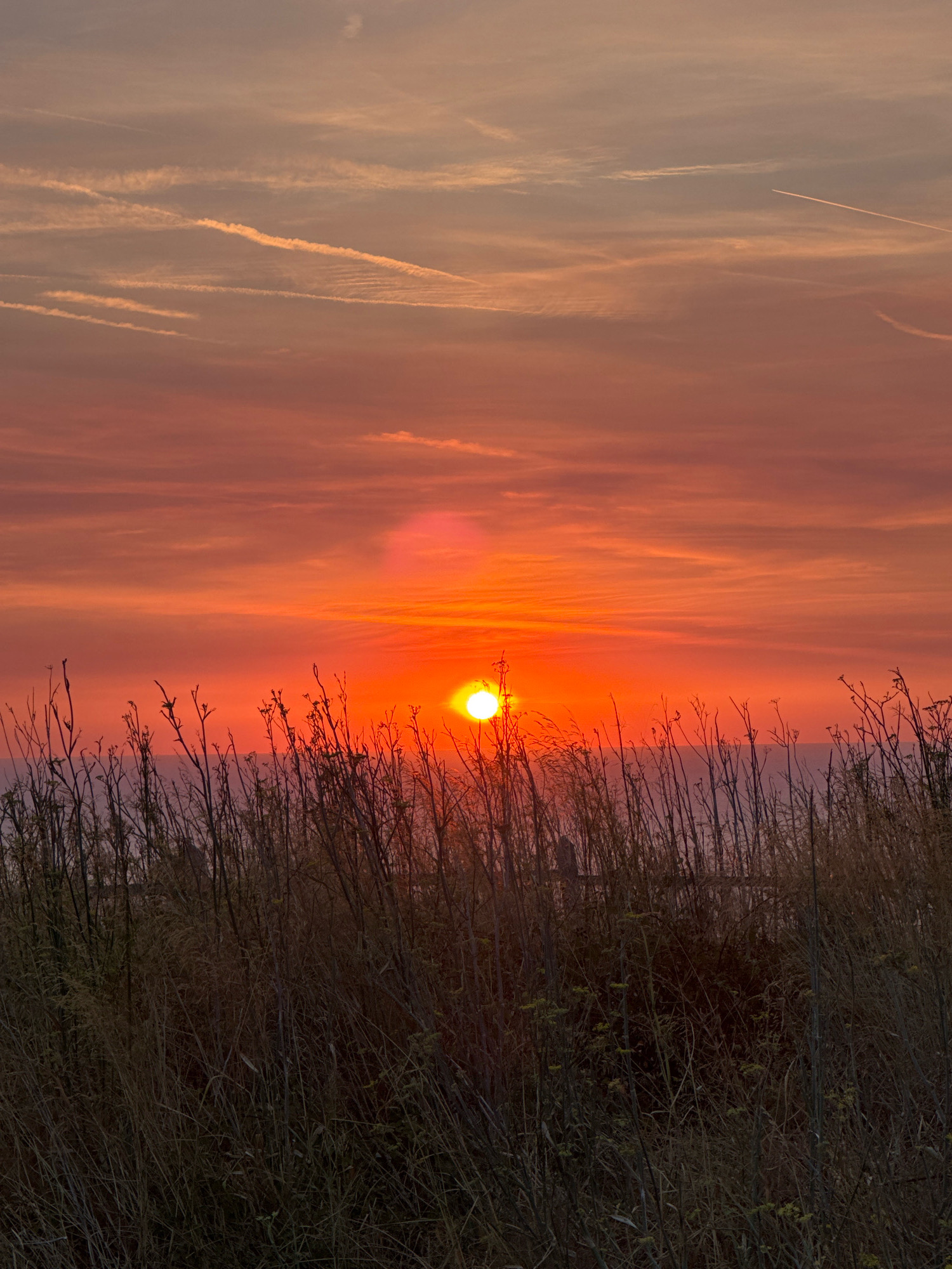 The image captures a sunset over a body of water, likely the Adriatic Sea given the location of Donji Katun, Montenegro. The sky is filled with vibrant shades of orange and red, with streaks of cirrus clouds scattered across it. A bright, glowing sun is positioned near the horizon, casting a warm light. In the foreground, dry grass and vegetation obscure the lower part of the scene, with thin stalks reaching upwards. A faint, distant shoreline is visible beyond the vegetation. The overall impression is one of a serene natural landscape at dusk.