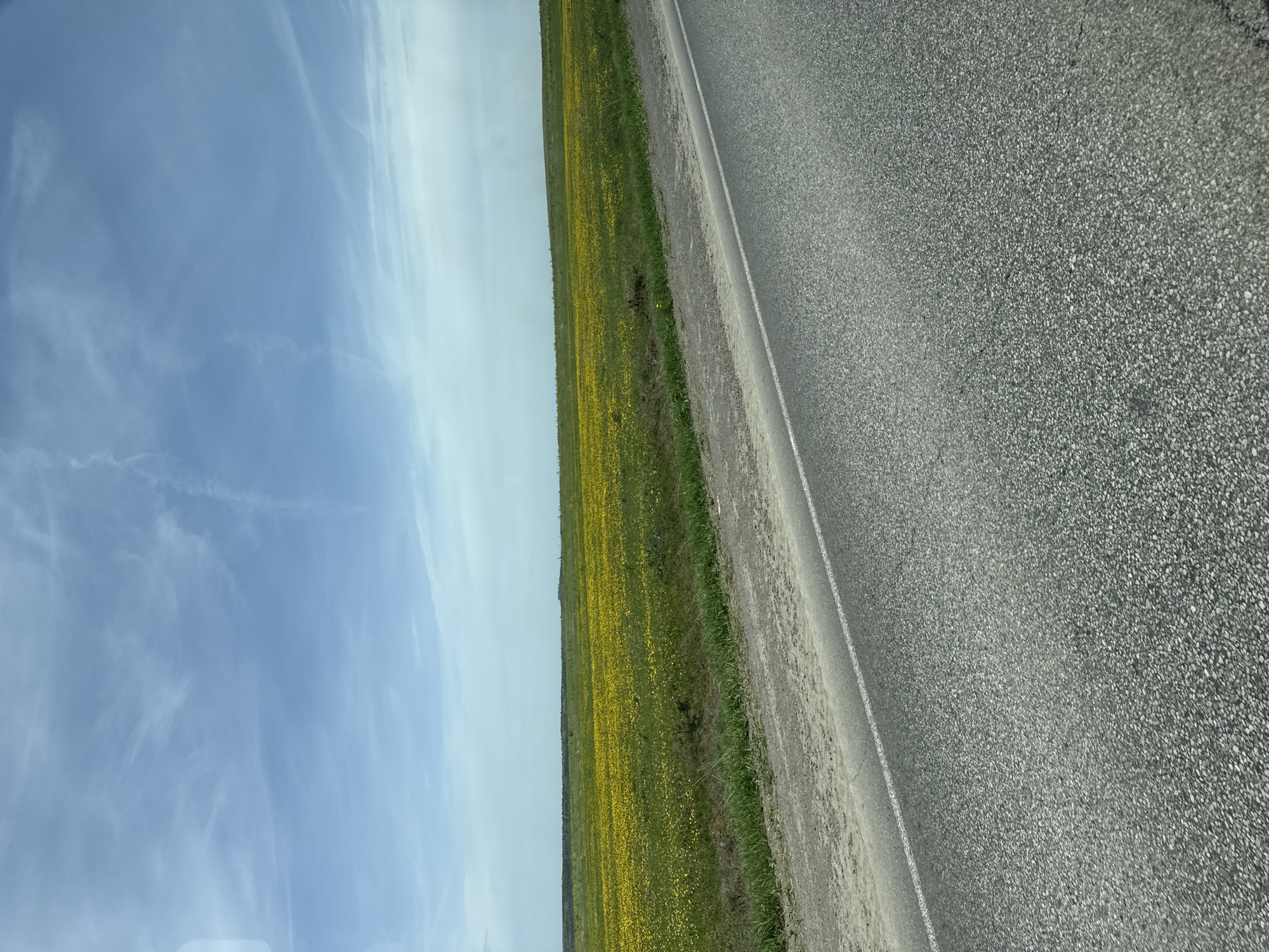 The image depicts a rural scene. On the right, there is a gray asphalt road with a white line marking the edge. To the left of the road is a strip of roadside vegetation, followed by a field filled with yellow flowers. The background consists of a blue sky with scattered white clouds. The image does not contain any people, objects, actions or interactions. The location in the city of Sarapul, Russia is unknown.