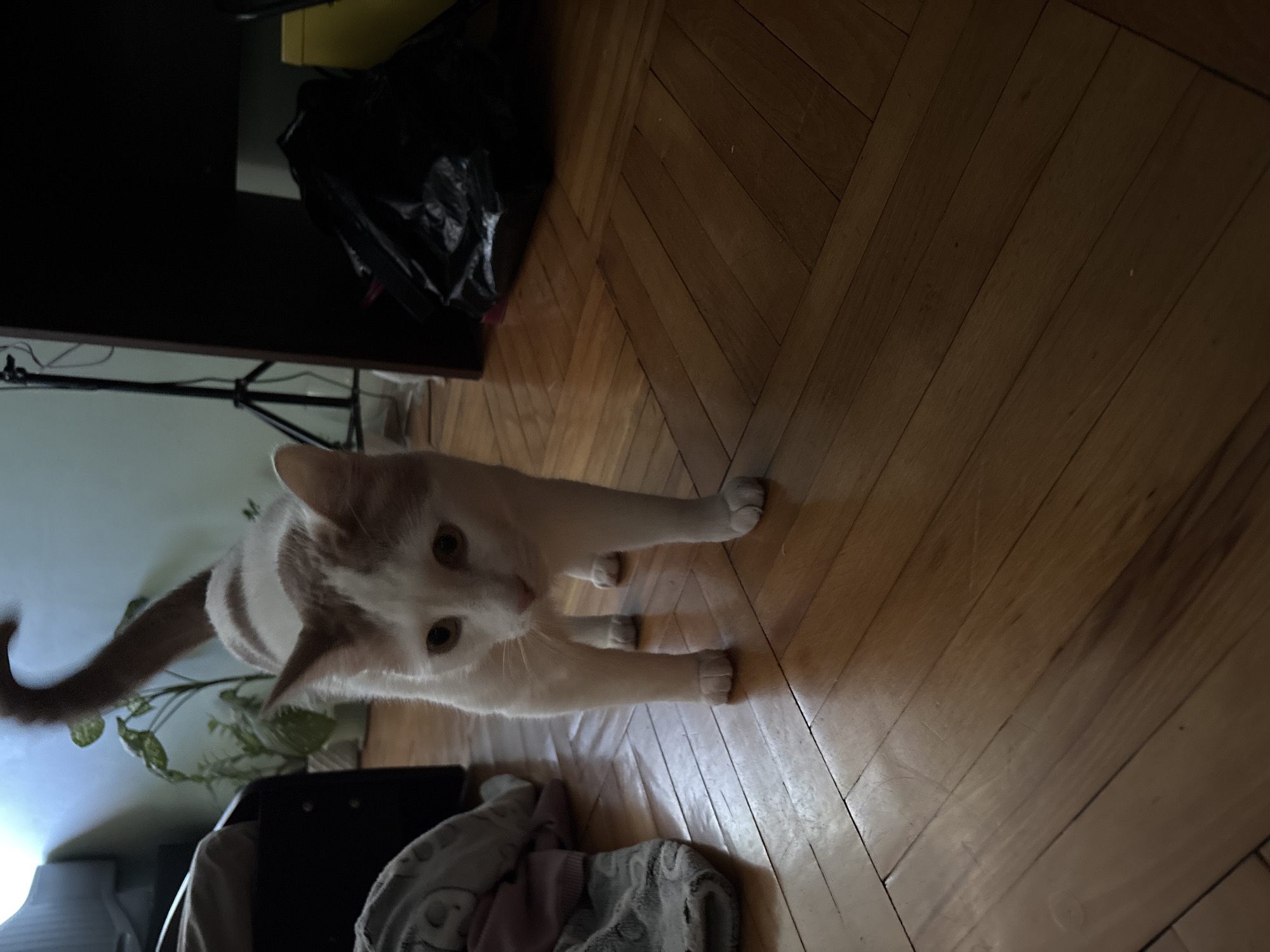 A domestic shorthair cat with white and tan fur stands on a wooden floor. The cat is facing the camera with its head slightly lowered. Its tail curves upwards and to the left. To the left of the cat are piles of clothing and a dark piece of furniture. In the background, there is a plant and a black trash bag. The scene appears to be indoors.