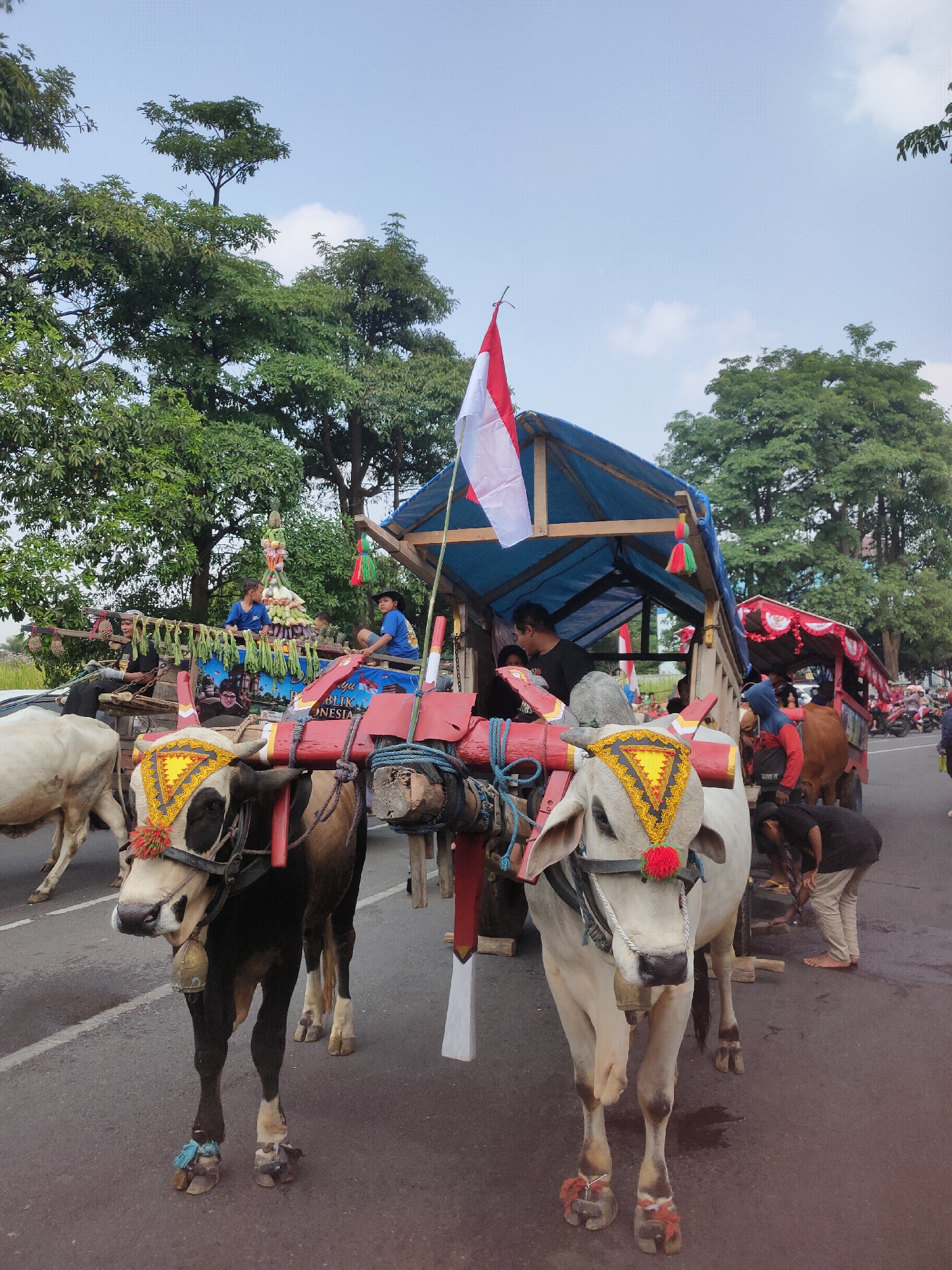 In Ngasem, Indonesia, two decorated oxen pull carts laden with produce. The cart in the foreground, pulled by a black and white ox, is adorned with red and yellow fabric. A white ox with a similar decorative headdress is visible to its right. Both oxen have bells around their necks and are decorated with colorful tassels and adornments on their heads and legs. The carts are covered with blue tarpaulin, and people are seated within or tending to the animals. In the background, more carts, oxen, and people are visible, along with lush green trees lining the road. An Indonesian flag is displayed on the front cart. The scene appears to be a procession or festival, likely celebrating harvest or local culture.