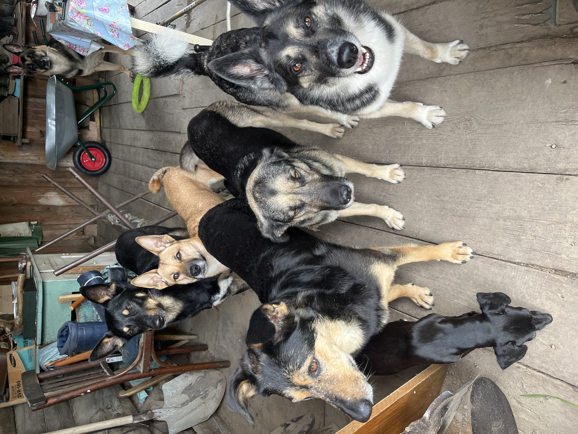 A high-angle photograph captures a group of at least six domestic dogs gathered on a weathered wooden plank surface, likely an outdoor deck or a shed floor. The image is oriented vertically, showing the dogs from above.
In the upper part of the frame, a large dog with striking black, grey, and white fur looks directly up at the camera, its mouth open in what appears to be a happy or excited expression, revealing its teeth. Its ears are perked, and its eyes are a warm brown. Below it, another large dog, primarily black with tan and grey markings, lies with its head turned to the right. Further down, nestled among other dogs, is a light tan-colored dog.
Towards the bottom left, a black and tan dog looks up with soft brown eyes. Beside it, partially obscured, is another similar-looking dog. On the far right, a small, sleek black dog, possibly a Dachshund mix, lies stretched out on the wooden planks. The dogs appear relaxed and curious, with many looking towards the person holding the camera.
The background is somewhat cluttered, suggesting a functional outdoor space rather than a manicured area. Visible items include an upside-down grey wheelbarrow with a red wheel and green handles, a bright green frisbee-like toy, an axe, shovels, and various metal rods or pipes. A floral patterned fabric (blue with pink roses) is draped over an object in the upper left. A brown cardboard box in the lower left corner bears the visible text "SVR-160". The overall scene evokes a rustic, lived-in atmosphere, consistent with a rural or semi-rural setting in Nizhny Tagil, Russia. The lighting is even, suggesting an overcast day or shaded area.