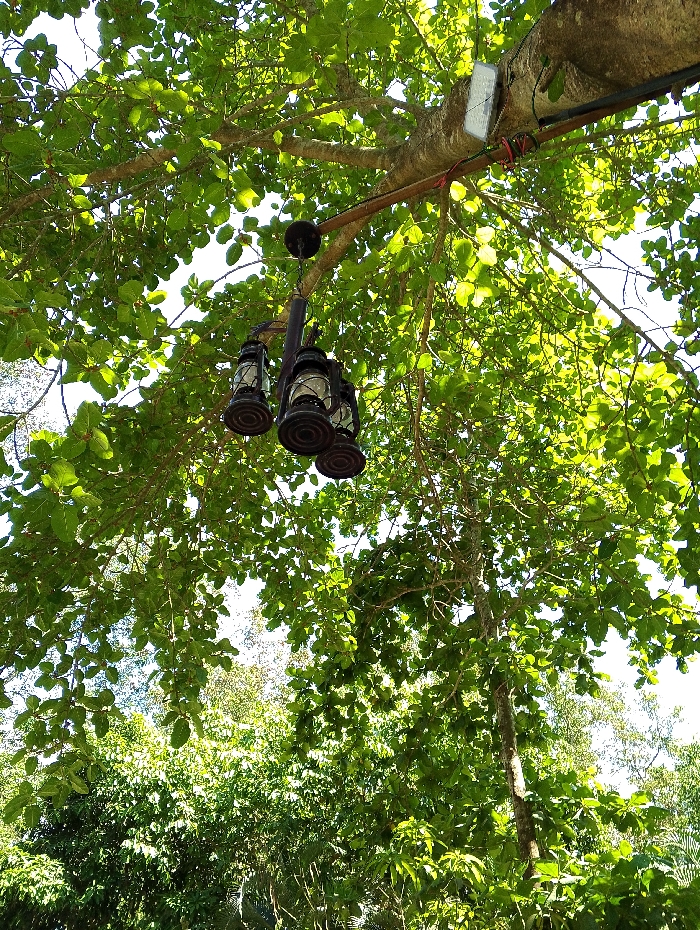 The image shows a close-up view of the underside of a leafy tree branch in Bhola, Bangladesh, located at coordinates 22.688 latitude, 90.622 longitude. Three decorative, hanging, lantern-style light fixtures are suspended from the branch, illuminated by the sun and shining through the leaves. There is a white, rectangular, decorative light fixture on the branch. The image is a view looking up through the foliage.