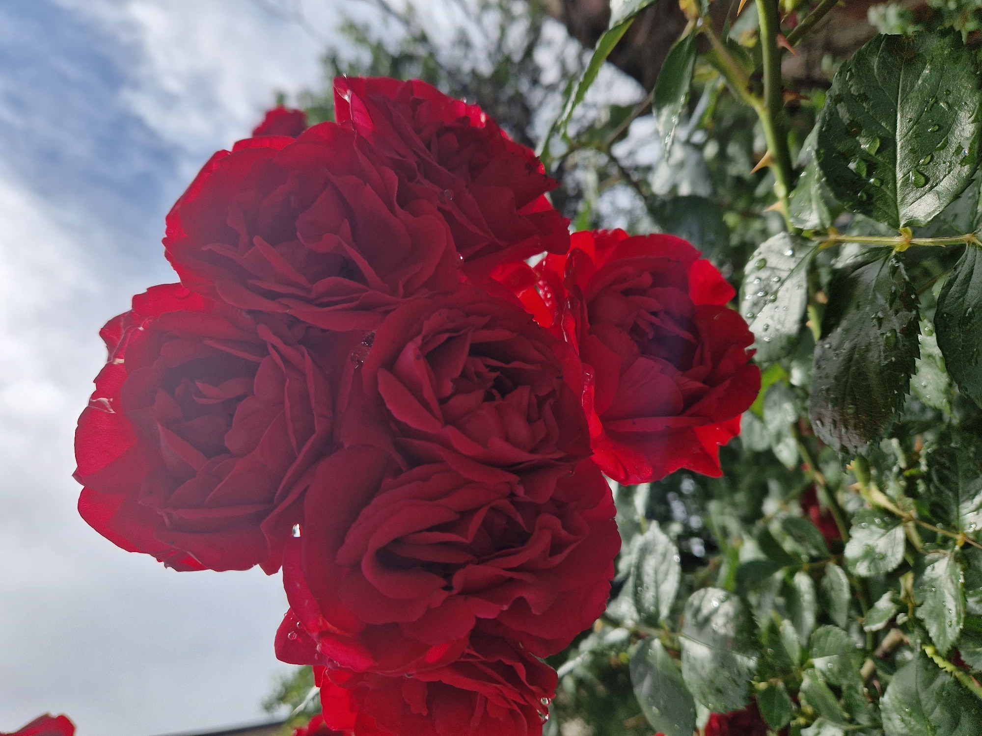 A close-up shot features a vibrant cluster of deep red roses, likely a climbing or bush variety, set against a bright, partly cloudy sky. The main subjects are the roses themselves, with multiple fully bloomed flowers dominating the left and central parts of the frame. Their velvety petals are rich in color, and many exhibit small, clear water droplets, indicating recent rain or morning dew.
To the right of the roses, lush green leaves and thorny stems of the rose bush are visible, also adorned with numerous water droplets that highlight their texture and form. The thorns are sharp and distinct, emphasizing the plant's natural characteristics.
The background consists of a bright, natural sky with patches of blue and soft white clouds, viewed from a low-angle perspective beneath the foliage. The lighting suggests it is daytime. There is no specific activity taking place, as it is a still nature photograph. No people or visible text are present in the image. The scene conveys a sense of natural beauty and freshness, capturing the roses after a period of moisture, potentially in a garden setting in Lovech, Bulgaria.