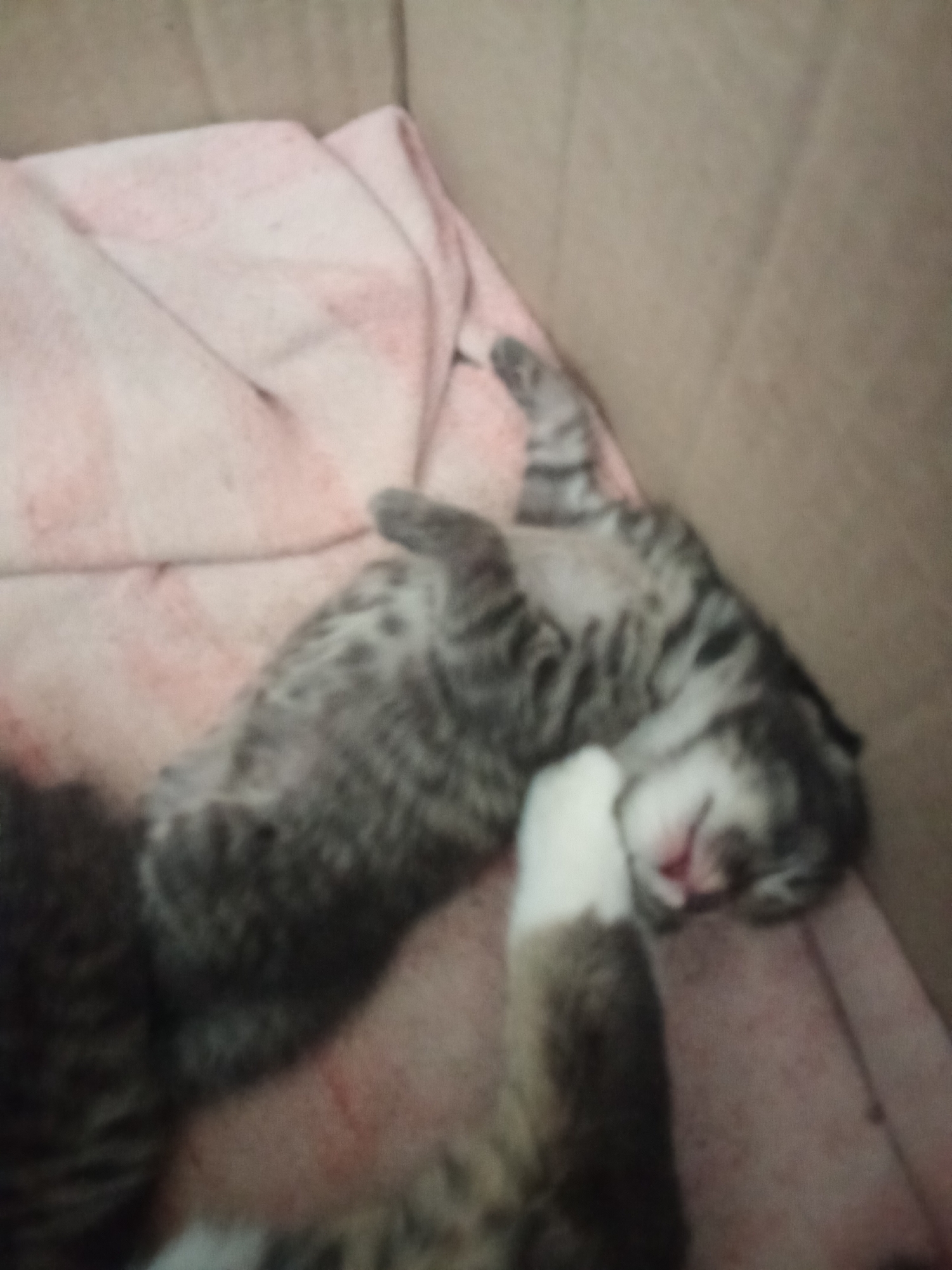 The image shows two kittens sleeping in a cardboard box lined with a pink blanket. The kitten in the foreground is lying on its back with its paws in the air. Its fur is a mix of gray and black stripes, and it has white paws. The other kitten is partially visible on the left side of the image, and appears to have similar markings. The background is the brown cardboard of the box. The scene is dimly lit, suggesting it may be indoors or at night. There are no people or other animals visible. The overall impression is one of peaceful slumber. The location is Fergana City, Uzbekistan.