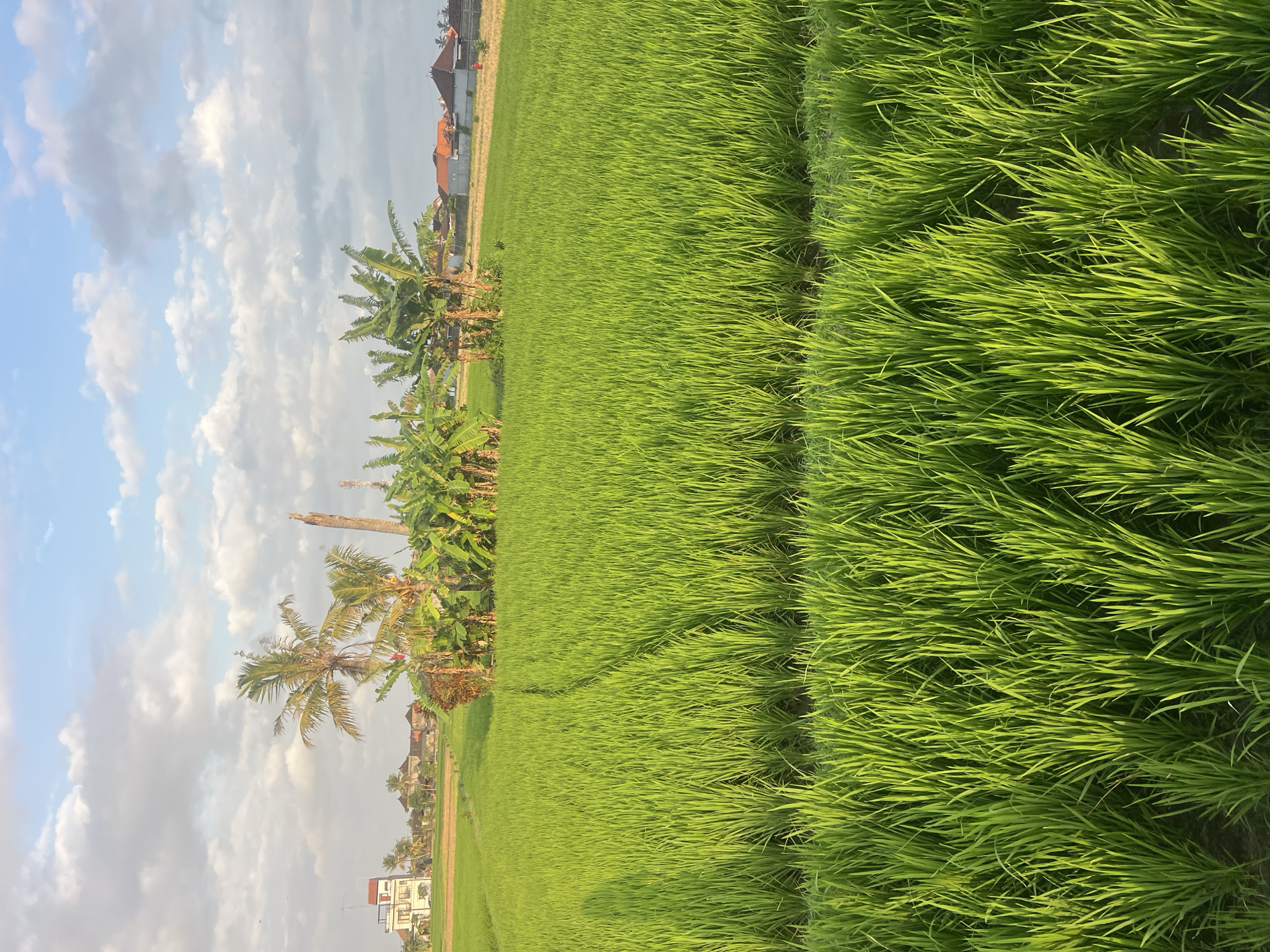 An outdoor, eye-level shot captures a sunlit green rice field in the city of Kediri, Indonesia. The field, lush with vibrant green stalks, dominates the foreground. In the middle ground, banana trees and palm trees create a cluster of vegetation, with a tall, dead tree trunk standing nearby. Beyond the trees, a few residential buildings with orange tiled roofs are visible, nestled against a backdrop of a partly cloudy blue sky. The scene is illuminated by natural daylight.