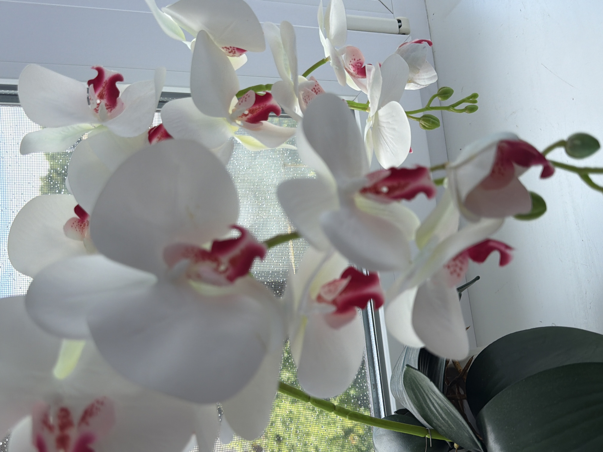 A close-up, vertical shot captures a cluster of white orchids with pink accents, adorning a windowsill against a bright, diffused light. The orchids, some in full bloom and others as buds, are predominantly white with delicate pink markings at the center of each bloom. Their petals are soft and slightly translucent, catching the light.
The windowsill itself is white and appears to be a clean, indoor surface. Behind the orchids, a window with a fine mesh screen is visible. Through the screen, a blurry green landscape with trees is discernible, suggesting an outdoor view. The screen also shows subtle water droplets, hinting at recent rain or mist. The overall impression is one of gentle, natural beauty brought indoors, possibly as a decorative element in a home or establishment.
