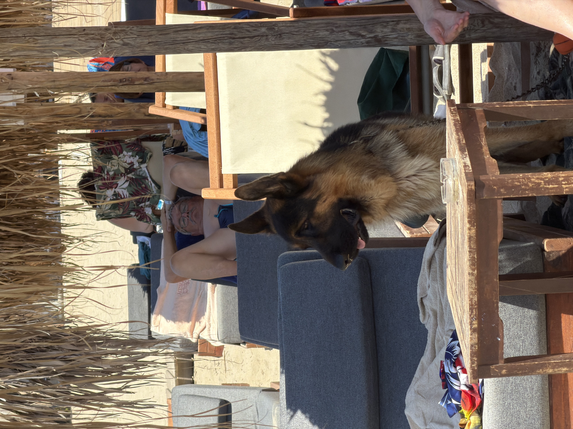 A German Shepherd dog rests on a grey sofa in a beachside setting. The dog is partially visible, with its head and a portion of its body in frame. The dog appears relaxed, with its tongue slightly out.
Behind the dog, several people are seated on lounge chairs or sofas. One person wears glasses and a colorful floral shirt. Another person is wearing a blue swimsuit and a lighter colored shirt. The scene suggests a casual outing at the beach.
The setting includes a wooden structure with a thatched roof or covering, common in beachside establishments. Several wooden chairs and tables are visible, some covered with cushions. The ground appears to be a light-colored surface, possibly sand or a paved area.
The lighting suggests it is daytime, with sunlight casting shadows. The overall atmosphere appears to be relaxed and leisurely, consistent with a beach vacation. There is no visible text in the image. The location context provided is Thassos, Greece.