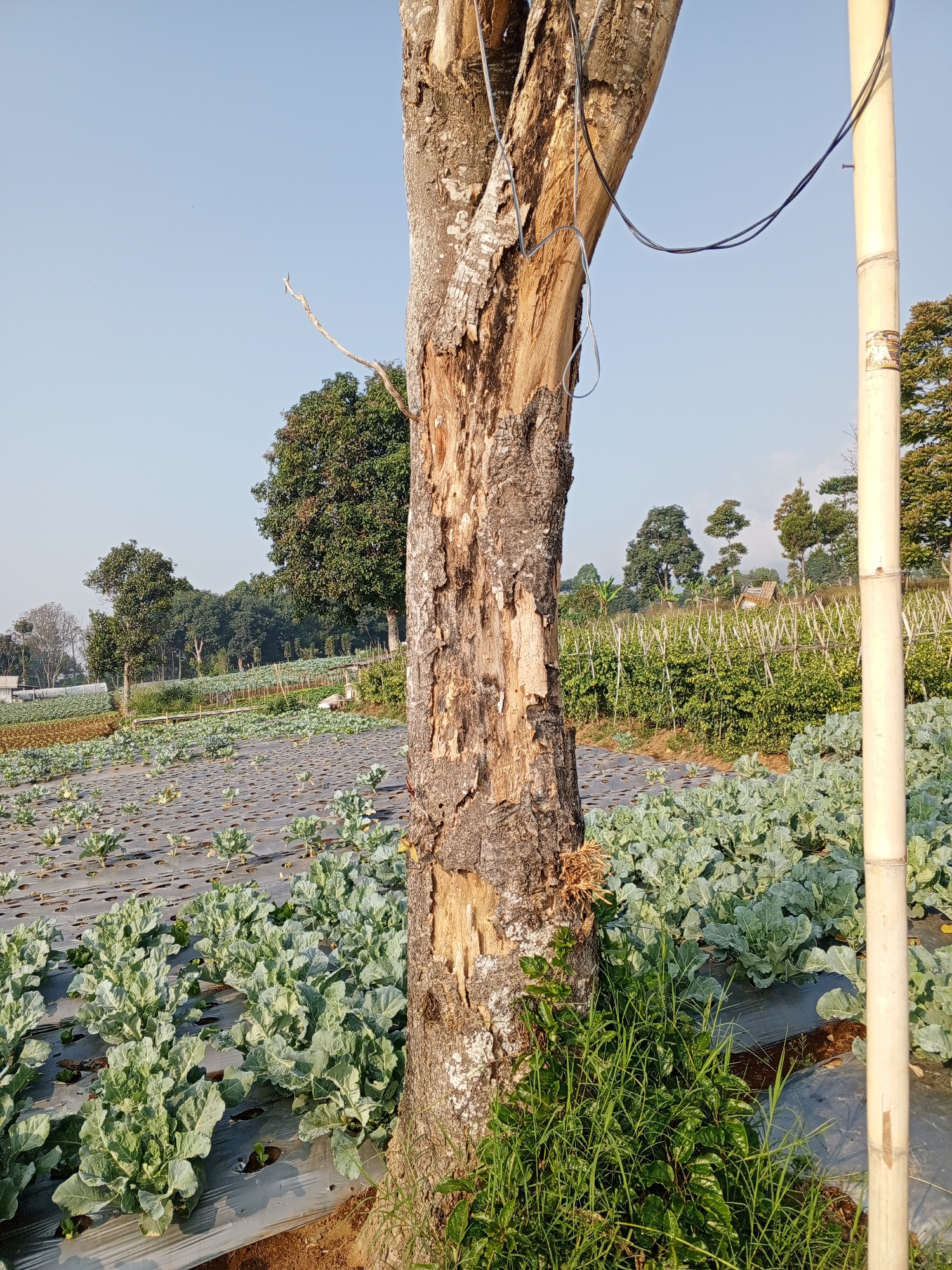 The image depicts a view of agricultural fields in Bellanneoya, Sri Lanka. In the foreground, a large, weathered tree trunk with visible damage and some attached wires stands prominently. To the right of the tree, a tall bamboo pole is visible. The background reveals expansive fields covered with plastic mulch, on which rows of leafy green vegetables, possibly cabbage or broccoli, are growing. Several trees and vegetation are scattered throughout the landscape, and the sky is clear blue. The scene suggests a rural farming environment under bright daylight conditions. There are no people or animals visible in the image.