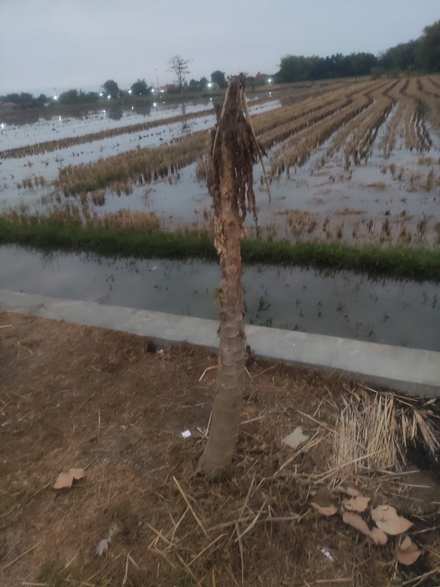 The image depicts a rural landscape, likely a flooded rice paddy, in the vicinity of Bongkot, Indonesia. In the foreground, a solitary, dead palm tree trunk stands vertically. The ground around it is covered in dry grass and debris, including what appears to be scattered mushrooms. A concrete barrier separates the foreground from the flooded field. The field itself is characterized by rows of harvested rice stalks partially submerged in water. The sky is overcast, suggesting a cloudy or twilight setting. The background shows a line of trees and some distant lights, possibly from a settlement.