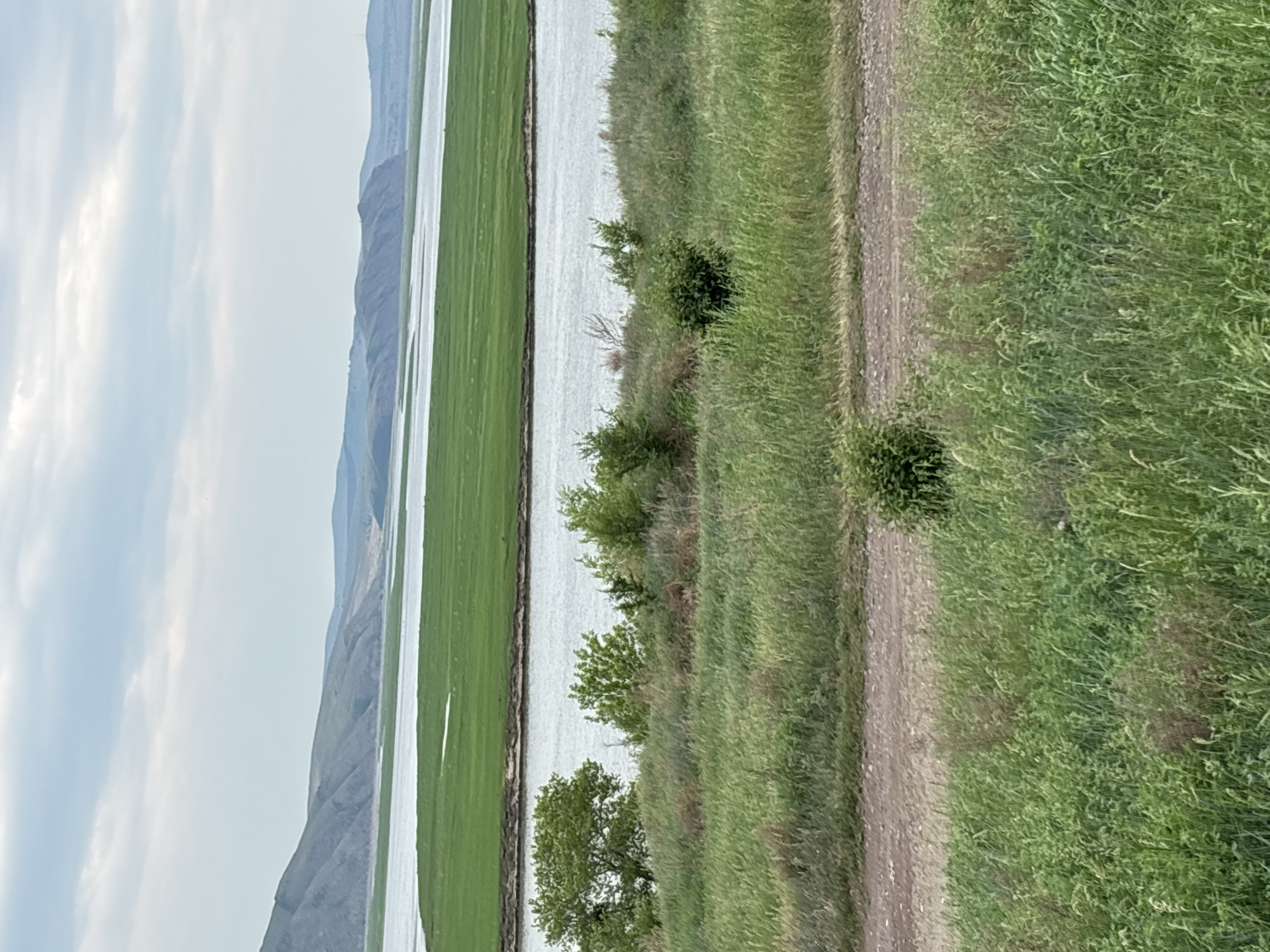 The image depicts a broad, calm body of water, likely a river, in Ust-Abakan, Russia. The water is bordered by extensive, vibrant green agricultural fields that stretch towards distant, rolling hills under a partly cloudy sky. In the foreground, a lush, overgrown embankment of green grass and scattered bushes slopes down towards the water. A dirt path is visible cutting across the grassy terrain in the lower portion of the frame. The scene conveys a sense of rural tranquility and natural landscape.