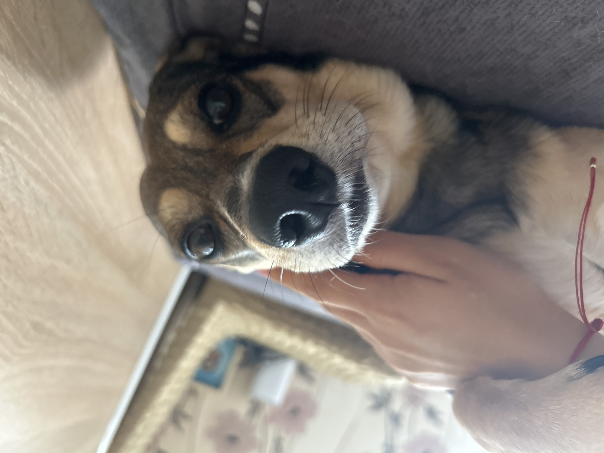 A person's hand is gently stroking the head of a small dog lying on its back. The dog's head is tilted upwards, and its eyes are looking towards the camera. The background is blurred, but appears to be an indoor setting with wallpaper and a framed picture. The overall scene conveys a sense of comfort and affection between the person and the dog.