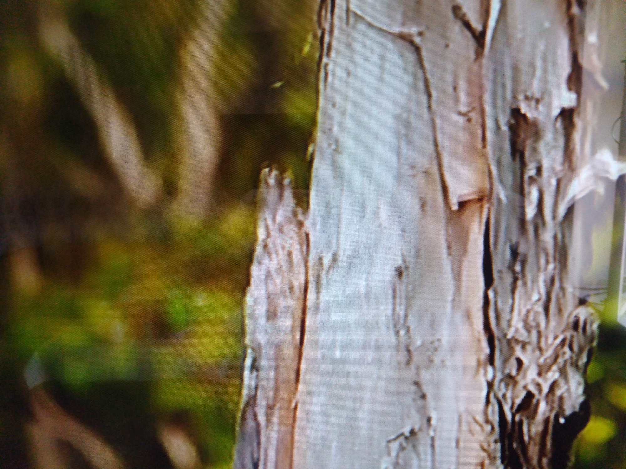 The image shows a close-up of the peeling bark of a tree. The bark is light brown and grey, with rough, textured surfaces. Some of the bark is peeling away in large strips, revealing lighter wood underneath. The background is blurred, with hints of green and brown foliage, suggesting an outdoor setting. There are no people or animals visible in the image. The image is a close-up shot, focusing on the details of the tree bark. There is no information in the image to suggest its location in Dushanbe, Tajikistan.