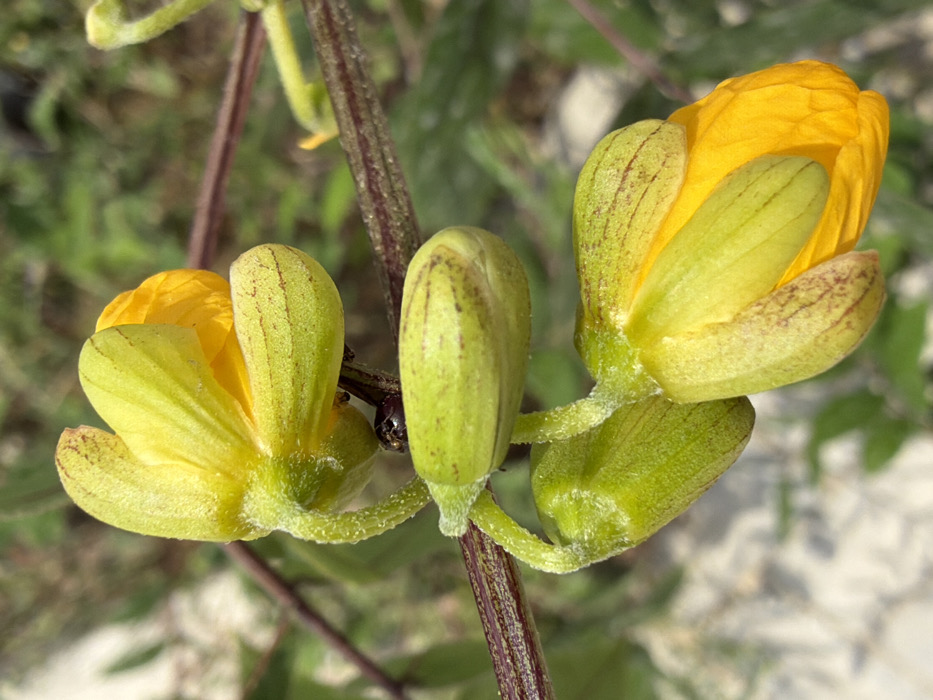 The image displays a close-up macro view of a flowering plant located in Igboefon, Nigeria. The primary focus is on a cluster of green buds and partially opened yellow flowers originating from a textured reddish-brown stem. Two prominent, partially unfurled flowers reveal bright yellow petals, partially encased by light green sepals marked with subtle reddish-brown longitudinal striations. A small, dark-bodied insect, consistent with an ant or a minute beetle, is observed resting on the main reddish-brown stem, positioned beneath the upper flower structure and above a lower group of buds. The flower stalks supporting these structures are light green and appear covered with fine hairs or pubescence. Numerous other green, elongated buds are also visible at various stages of development. The background is a blurred, out-of-focus field of green foliage interspersed with lighter, ambiguous patches, suggesting an outdoor, natural environment under natural light conditions. No human subjects are present.