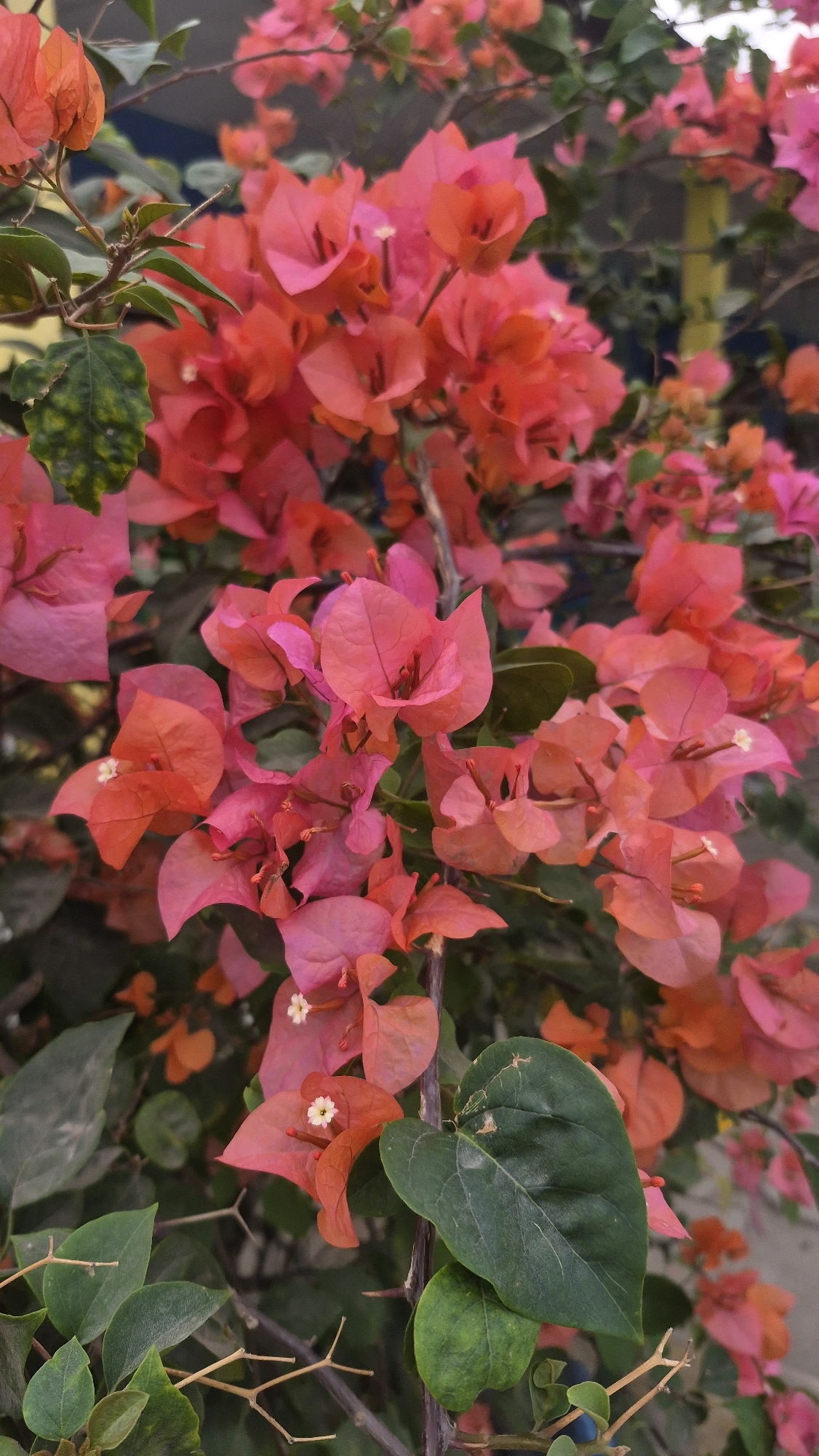A close-up, vertical, eye-level shot focuses on a cluster of vibrant bougainvillea flowers. The flowers display a gradient of colors, ranging from bright orange to deep pink and lighter coral hues. Some of the flowers have small, white centers. They are interspersed with dark green leaves, some of which show signs of minor damage or spotting. Thorny branches are visible supporting the foliage and blooms. The background is softly blurred, hinting at a structure with yellow and blue elements, possibly a building or fence, and other out-of-focus greenery. The overall impression is of a lush, natural element within an urban or semi-urban setting. The image was taken in Putak, Indonesia.